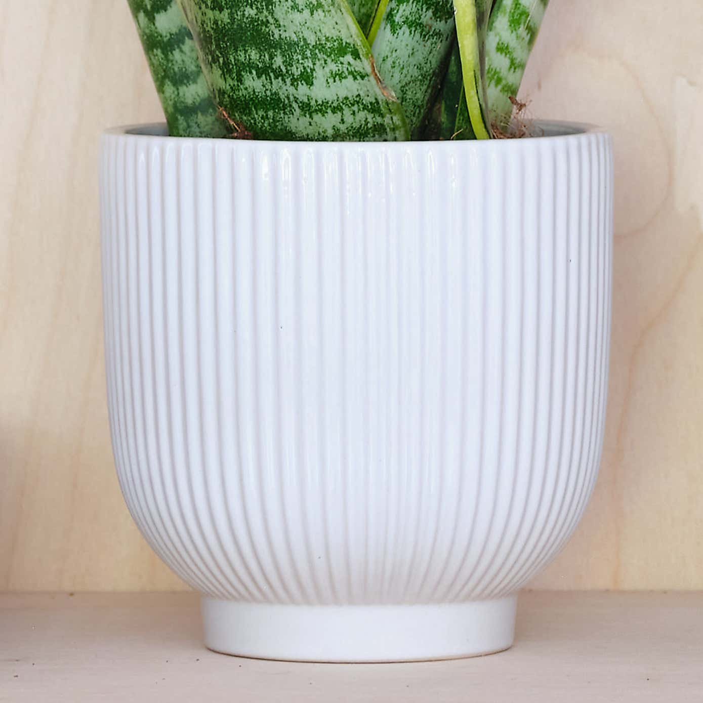 Snake House Plant in Ribbed Pot