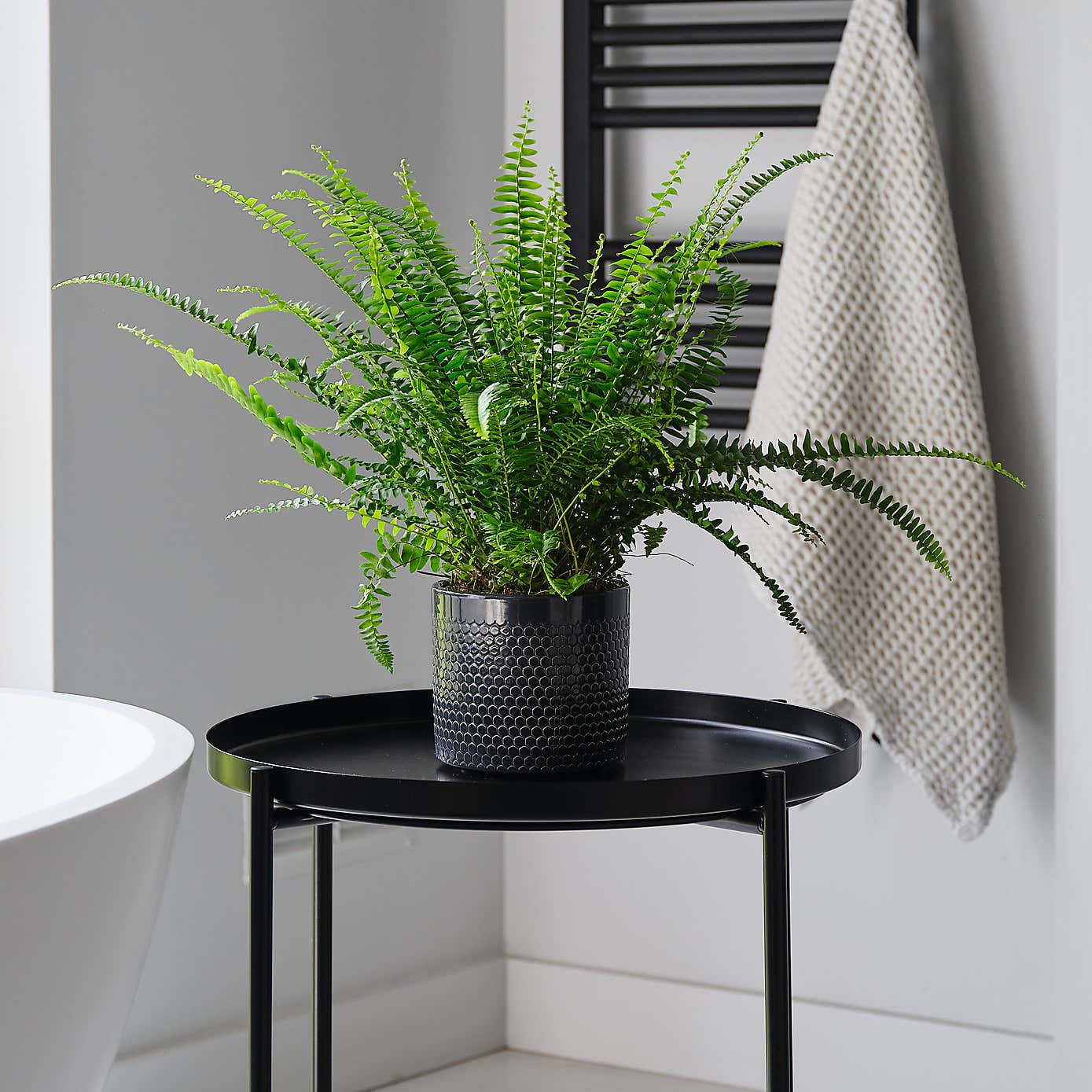 Boston Fern House Plant in Capri Pot