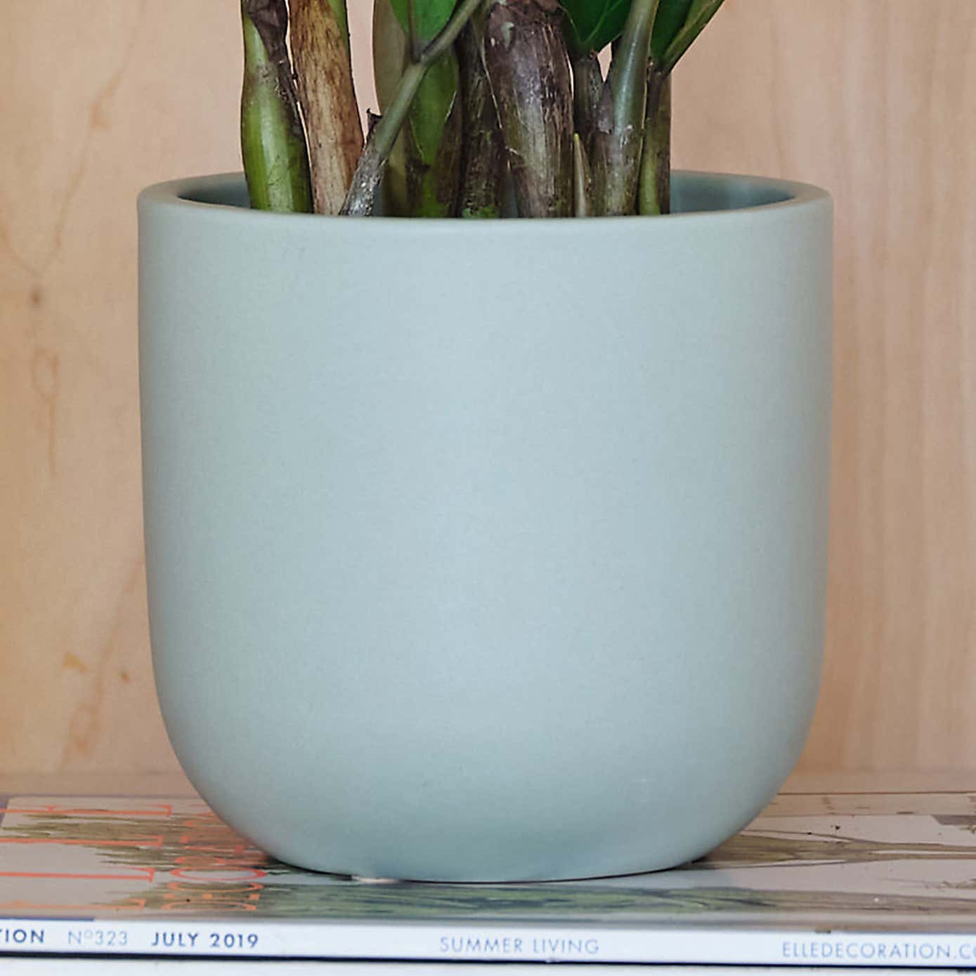 ZZ House Plant in Earthenware Pot