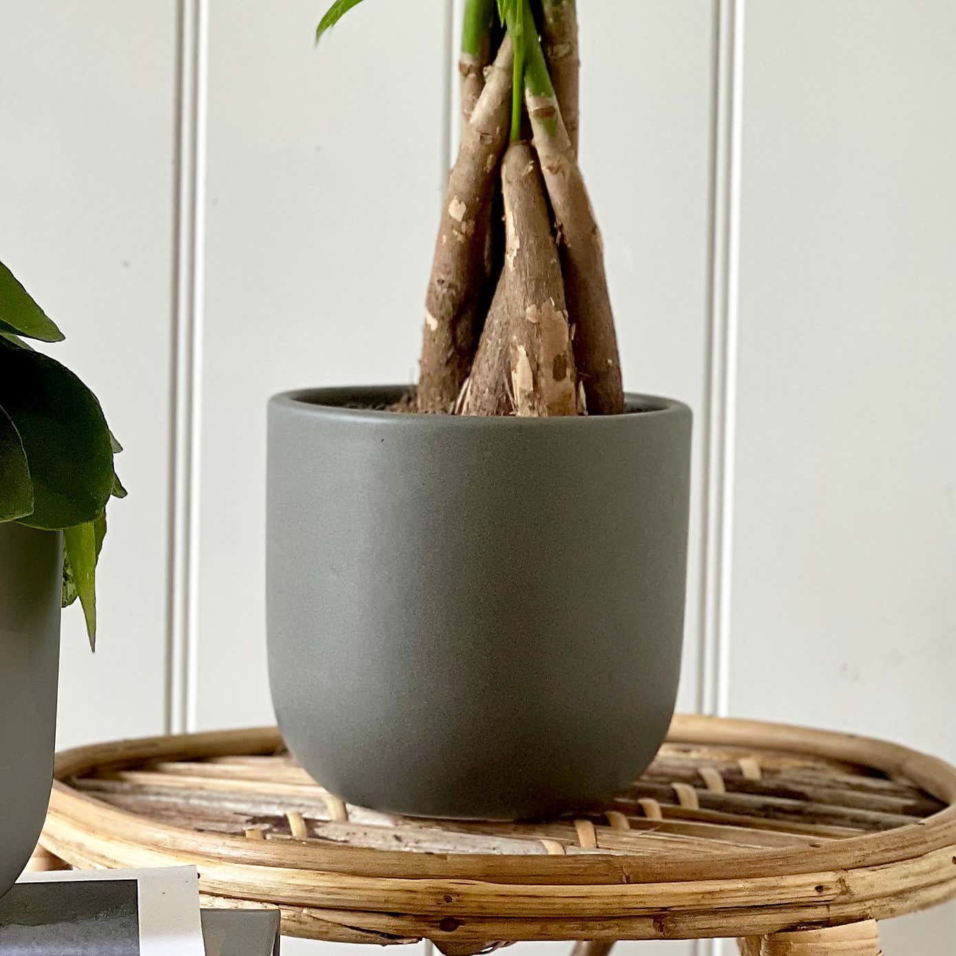 Good Fortune Potted House Plant Bundle