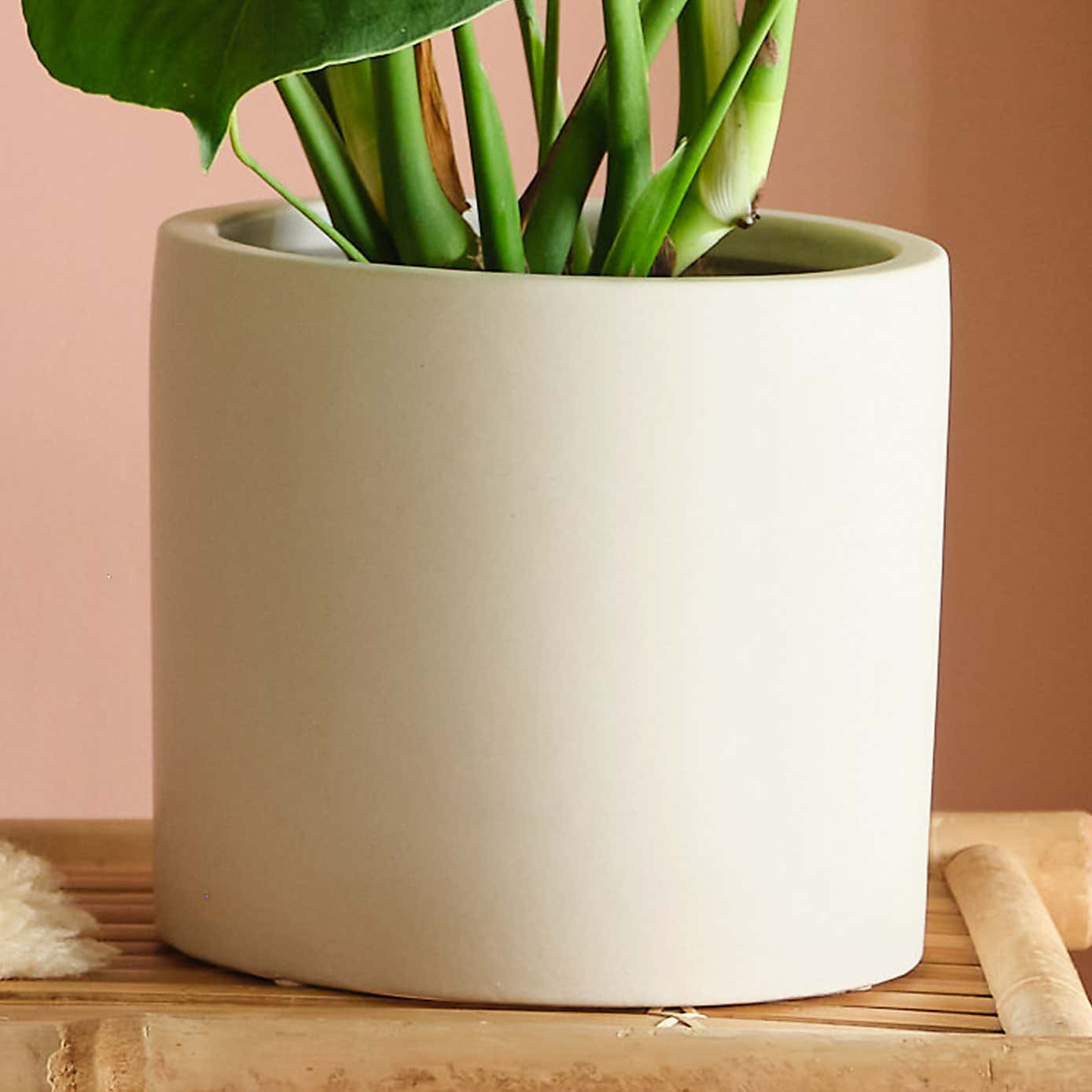 Swiss Cheese House Plant in Earthenware Pot