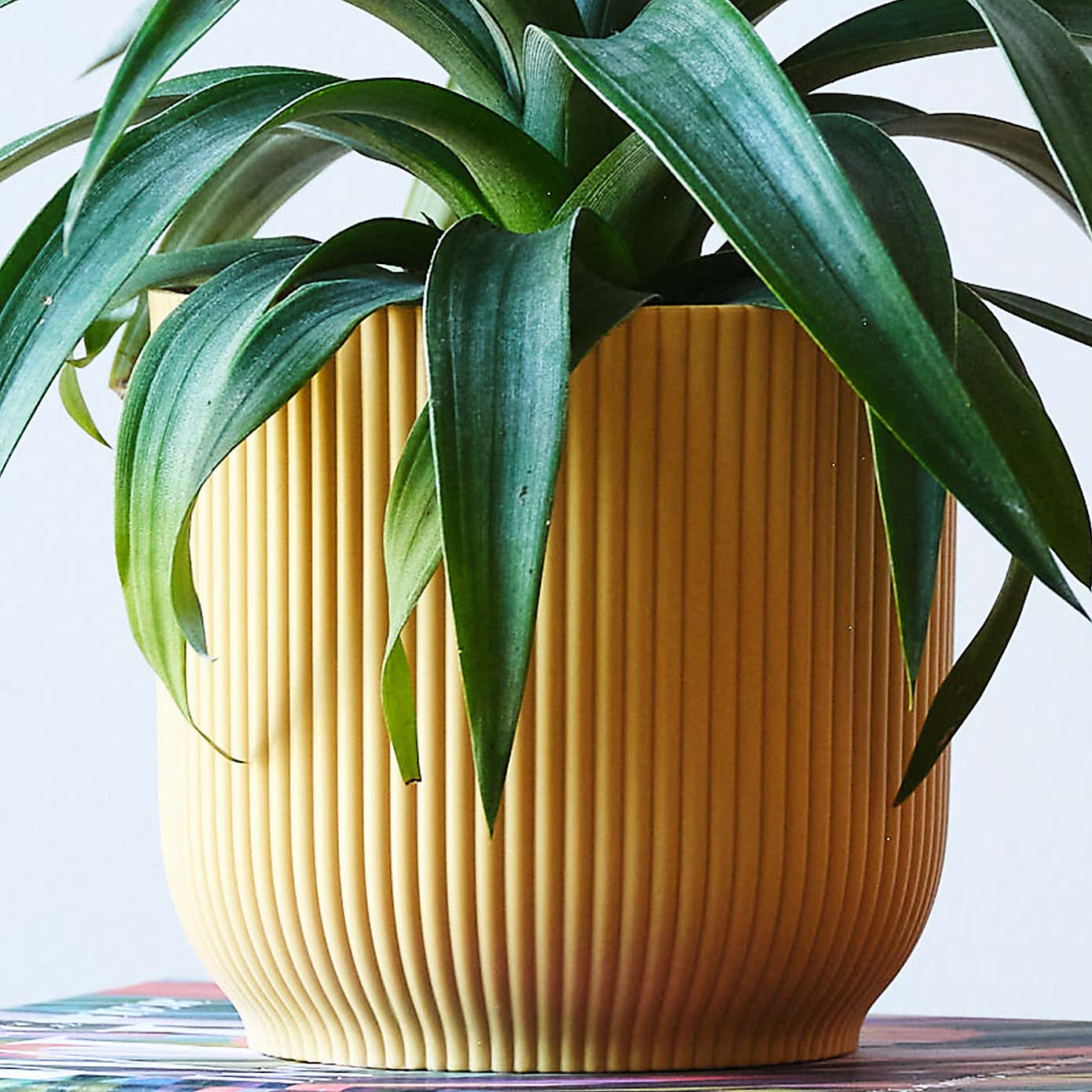 Pineapple House Plant in Elho Pot