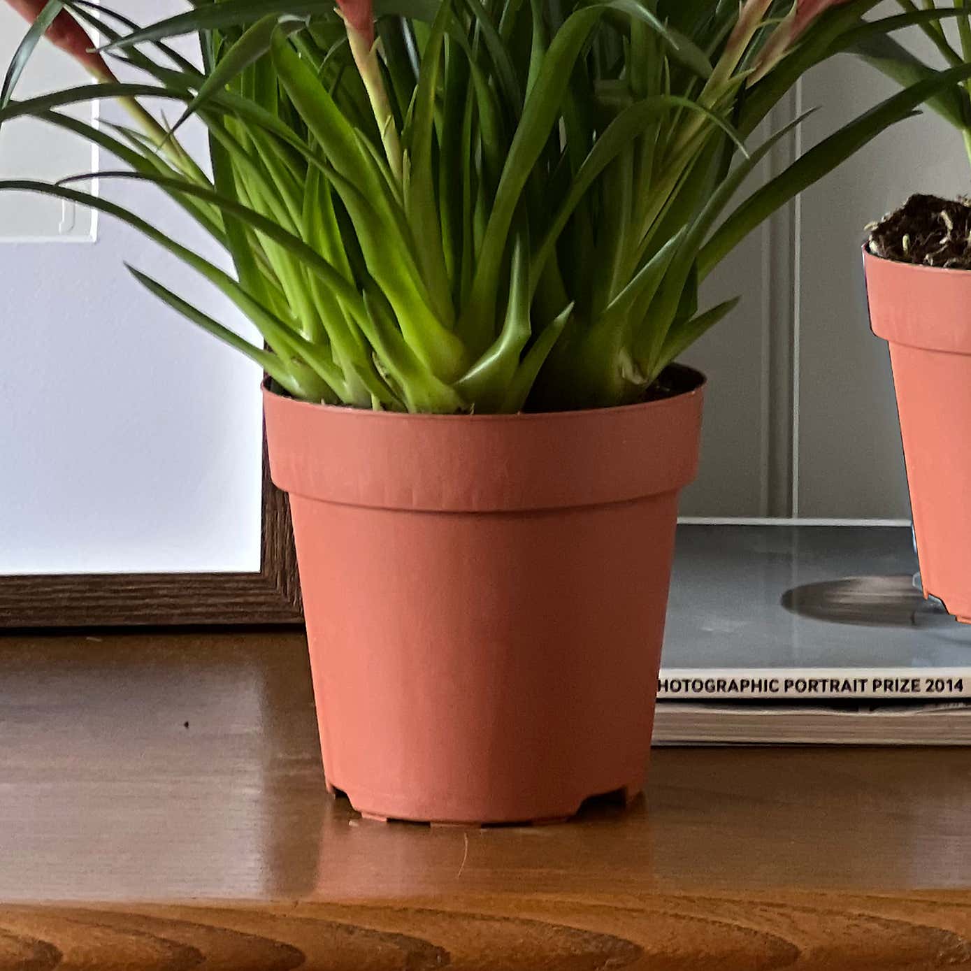 Flowering House Plant Bundle