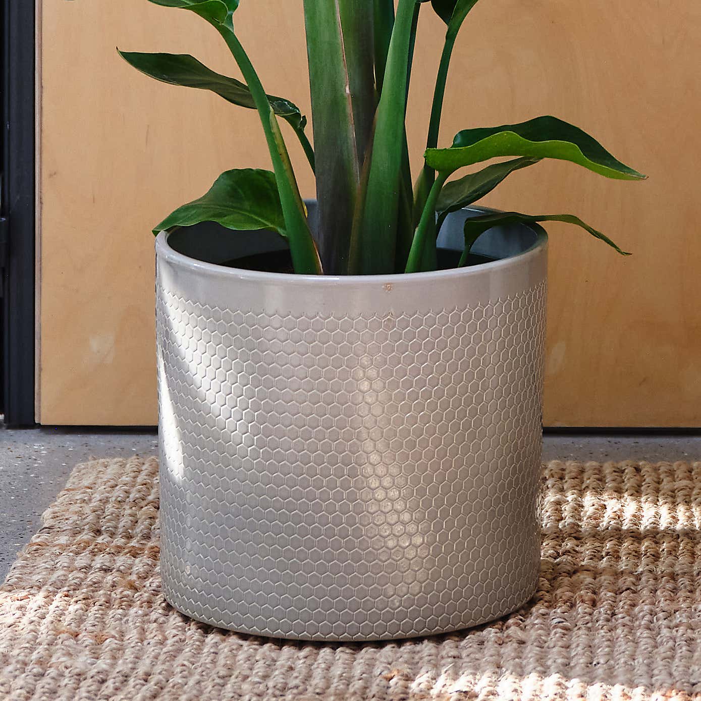 Bird Of Paradise House Plant in Capri Pot