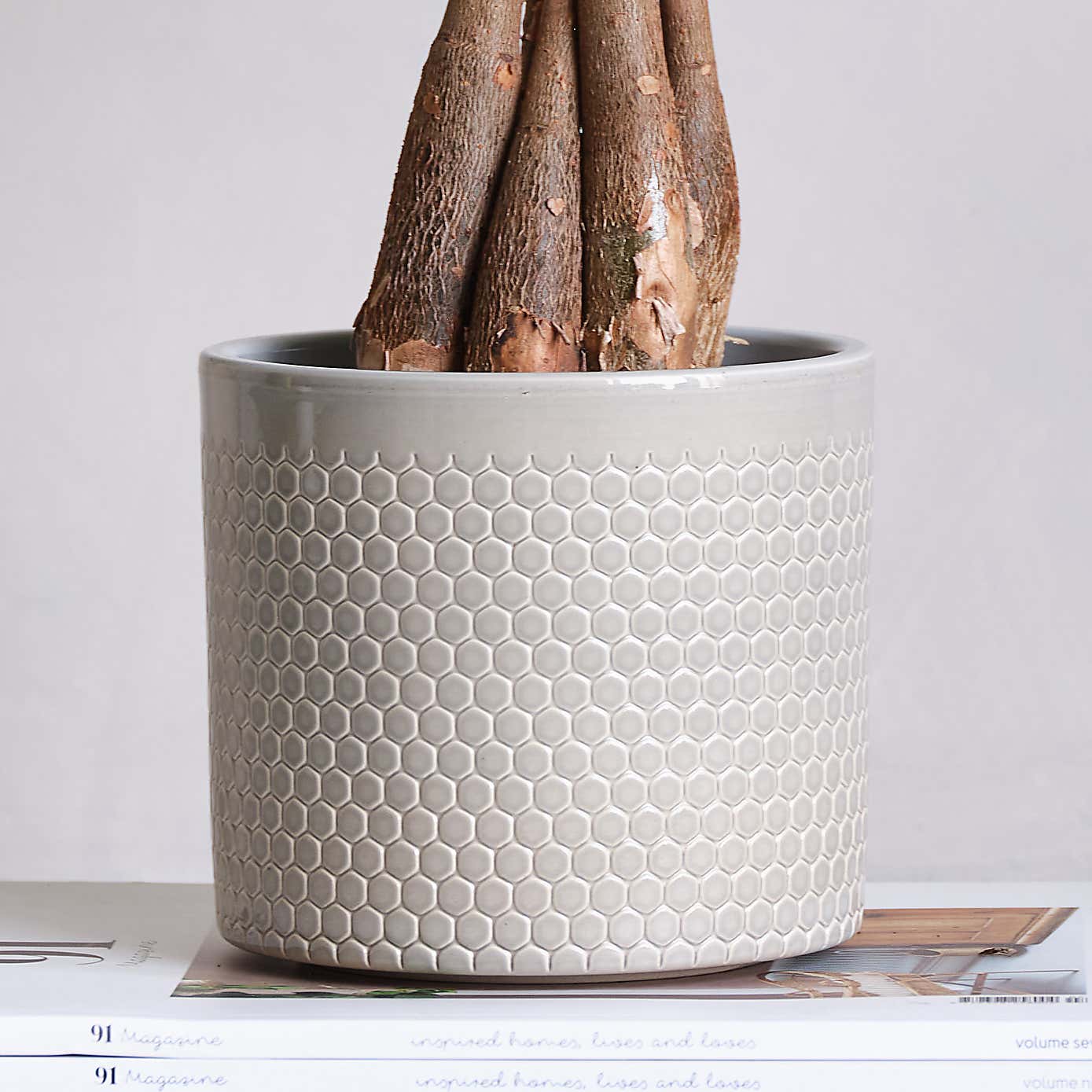 Money Tree House Plant in Capri Pot