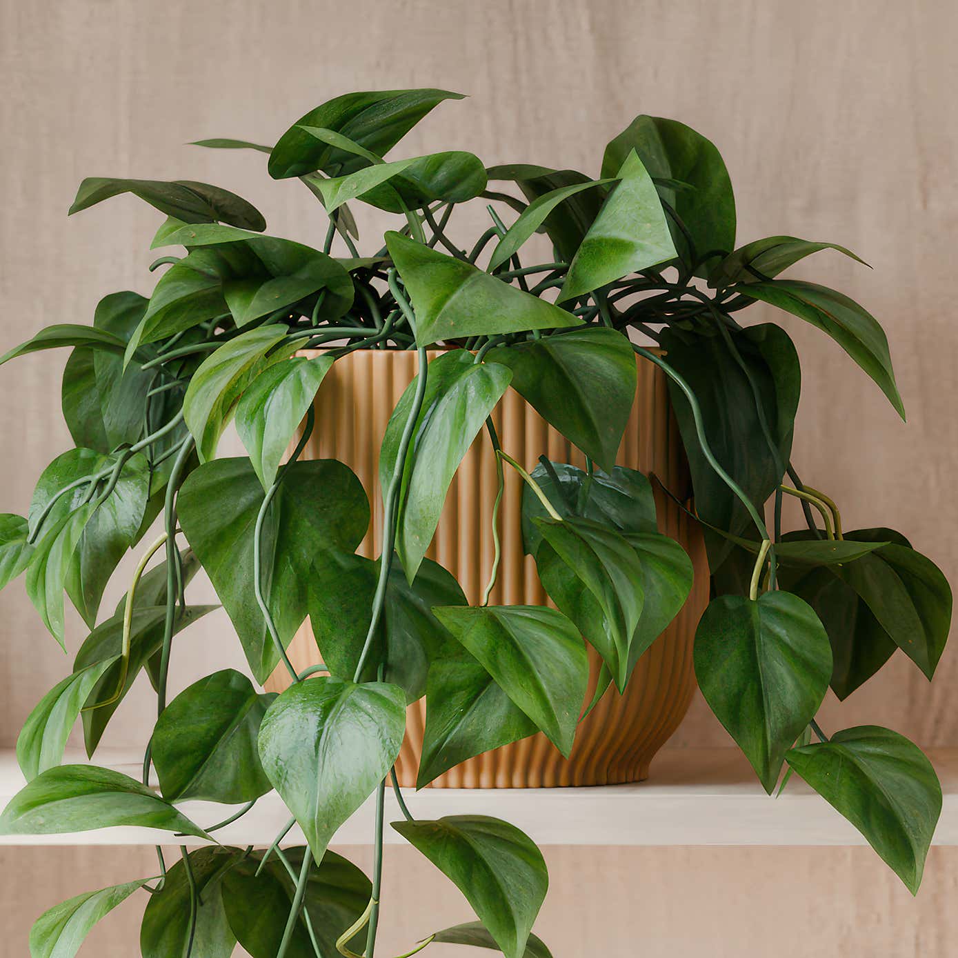 Beards & Daisies Trailing Philodendron Scandens House Plant in Elho Pot
