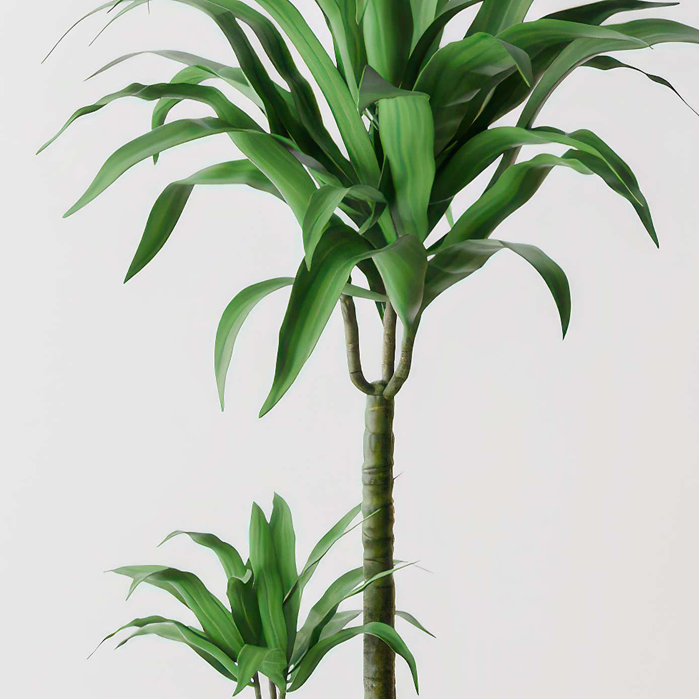 Beards & Daisies Dracaena Steudneri House Plant in Capri Pot