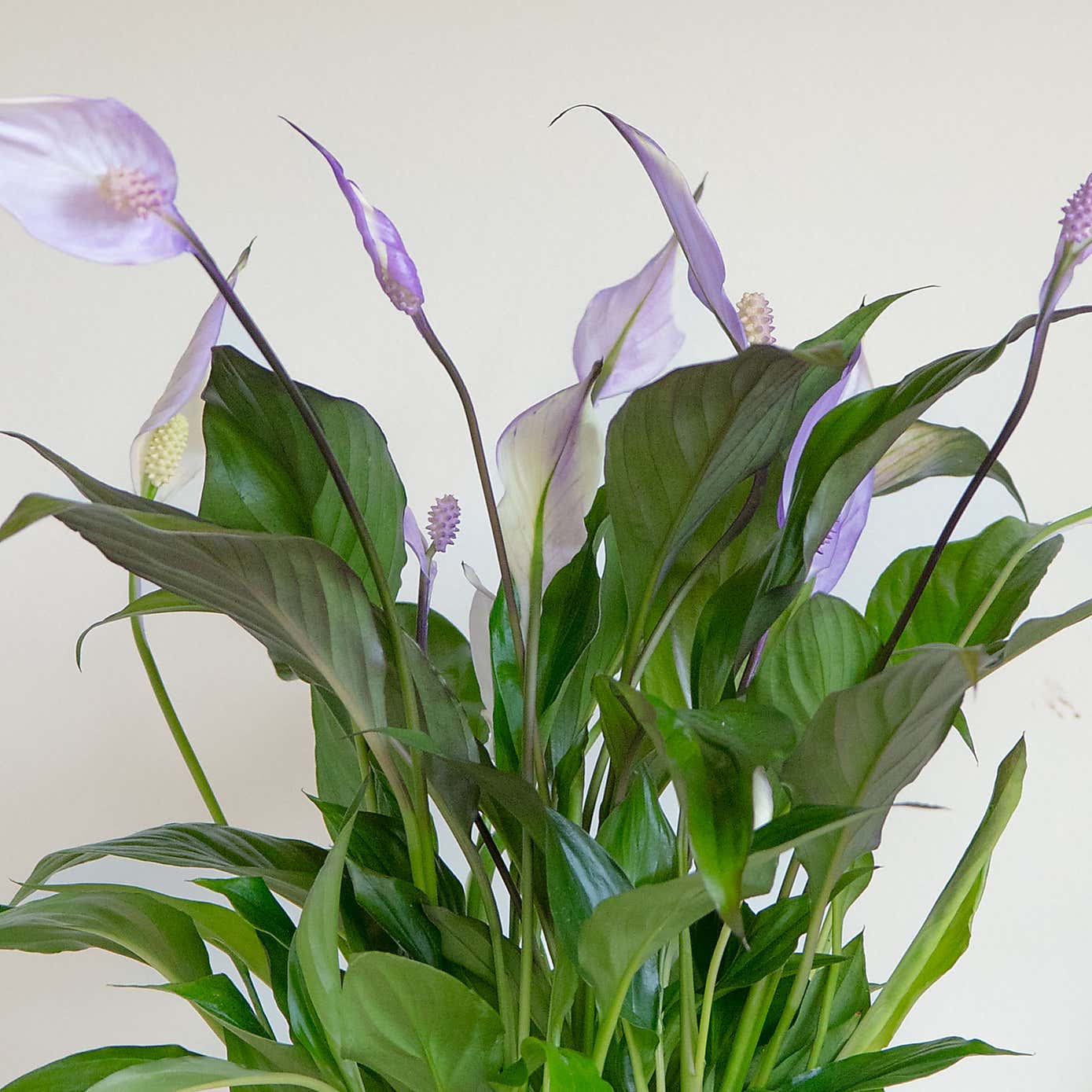 Lilac Peace Lily House Plant in Earthenware Pot