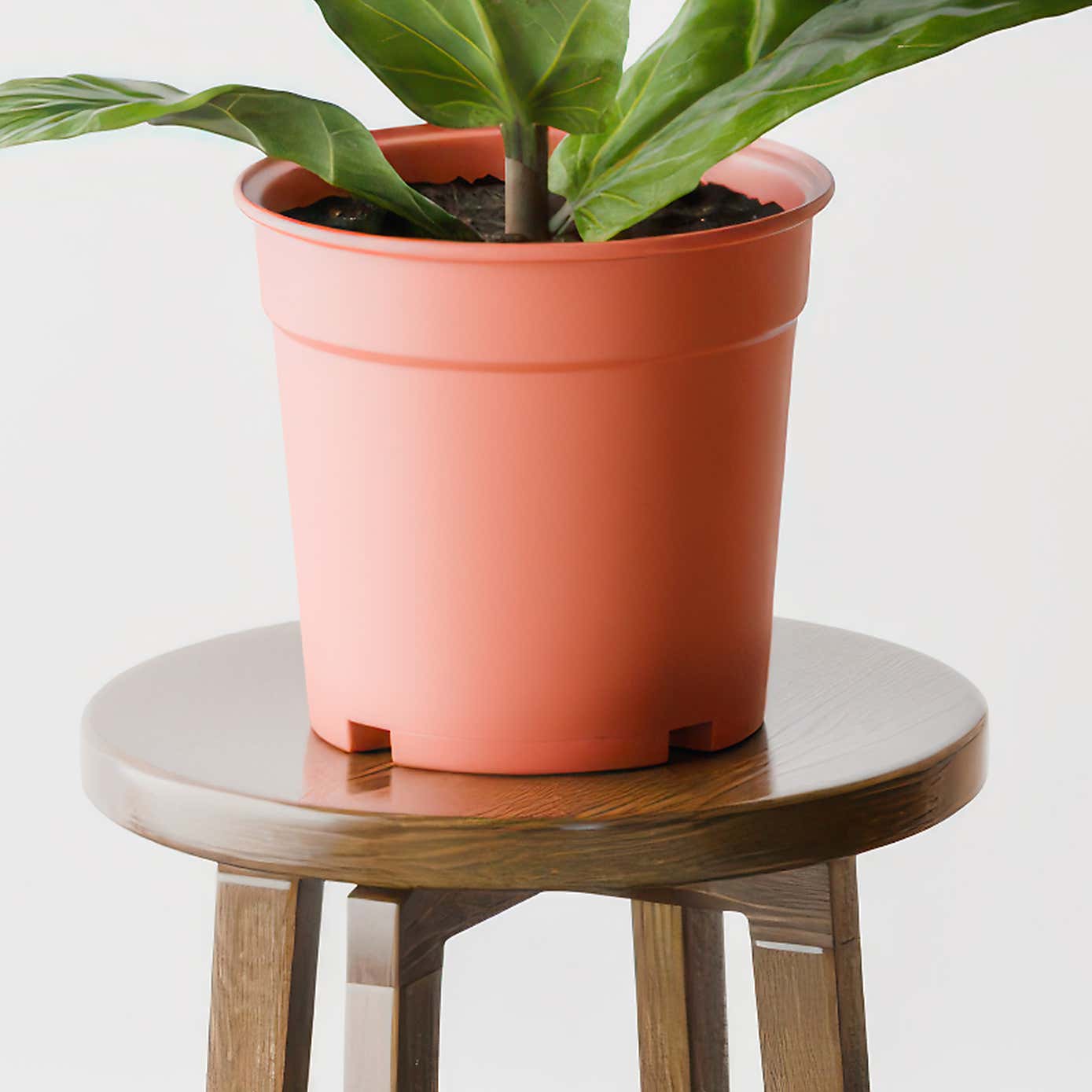 Beards & Daisies Fiddle Leaf Fig House Plant