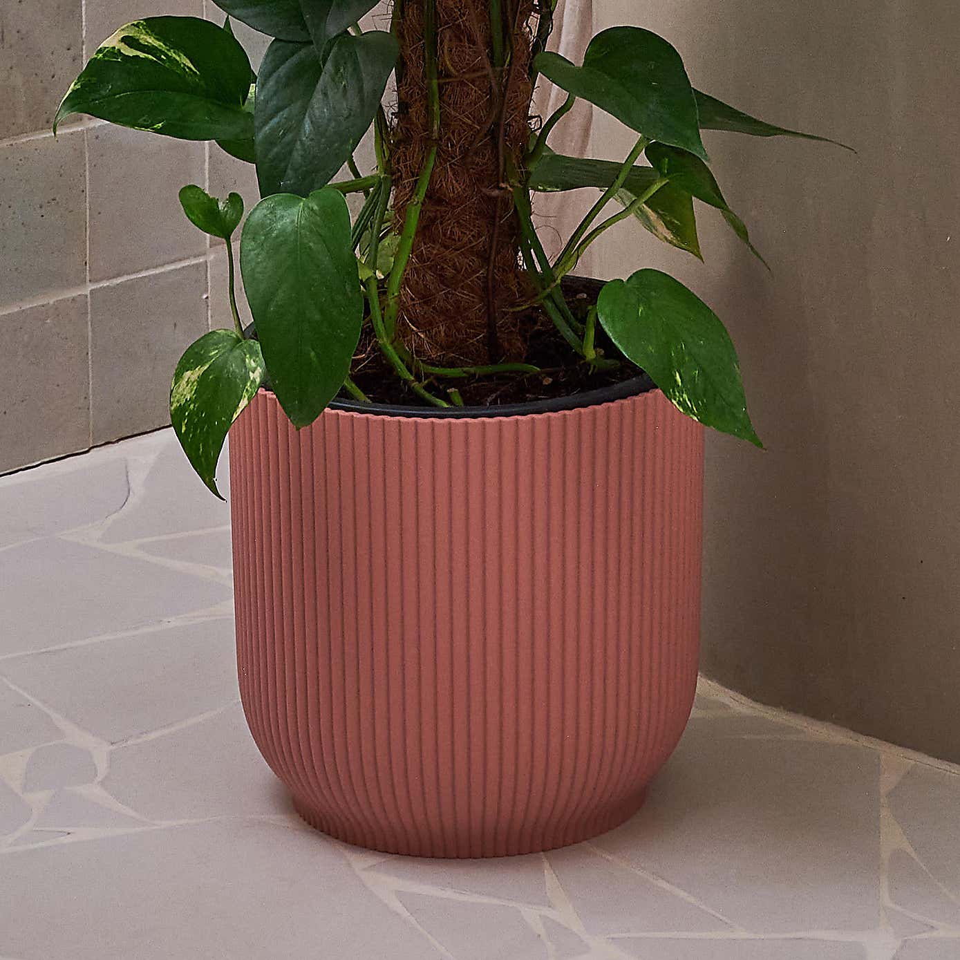 Beards & Daisies Devil's Ivy Moss Pole House Plant in Vibes Pot