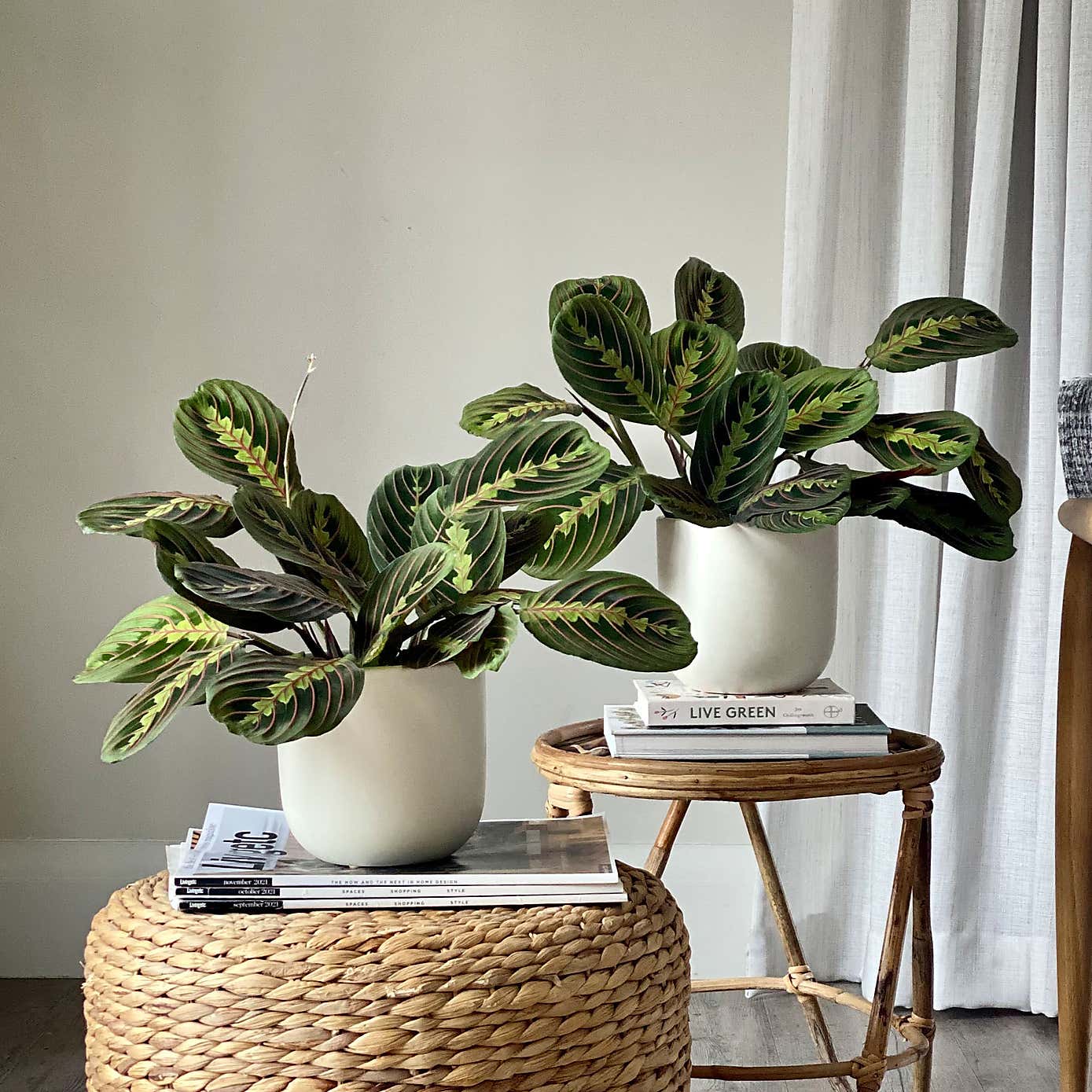 Prayer Plant Potted House Plant Bundle