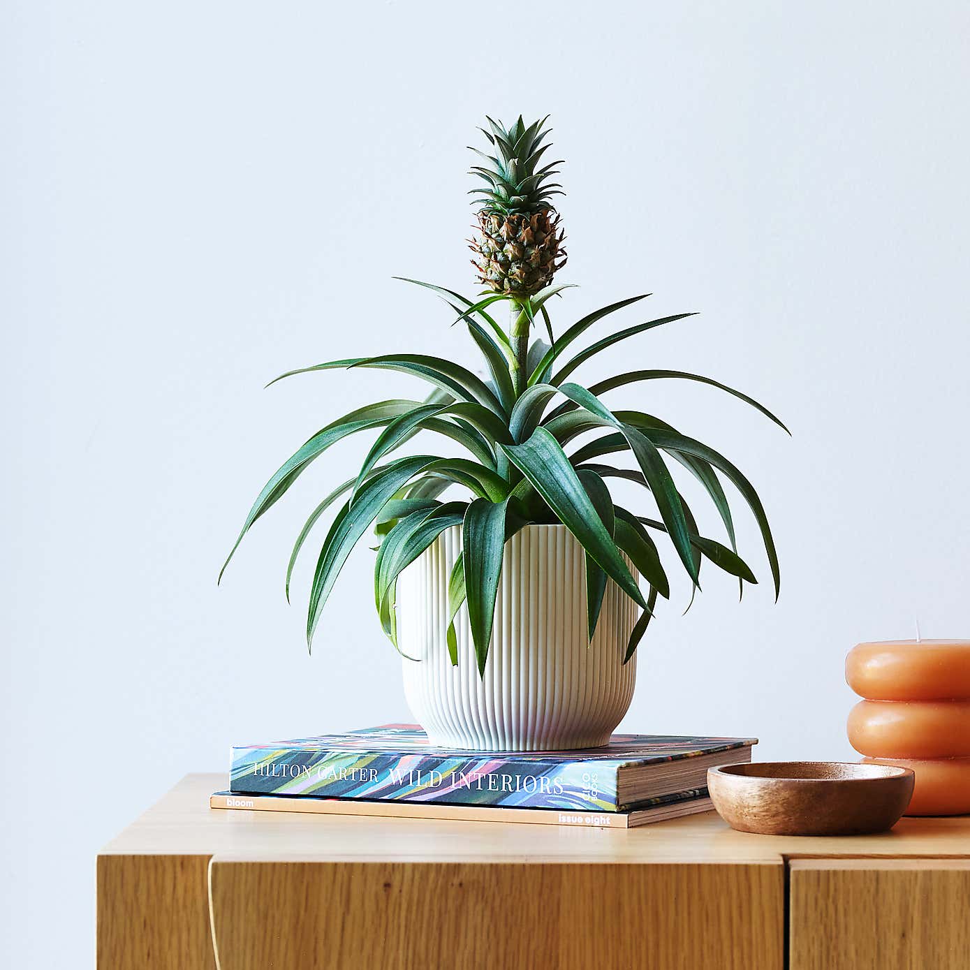 Pineapple House Plant in Elho Pot