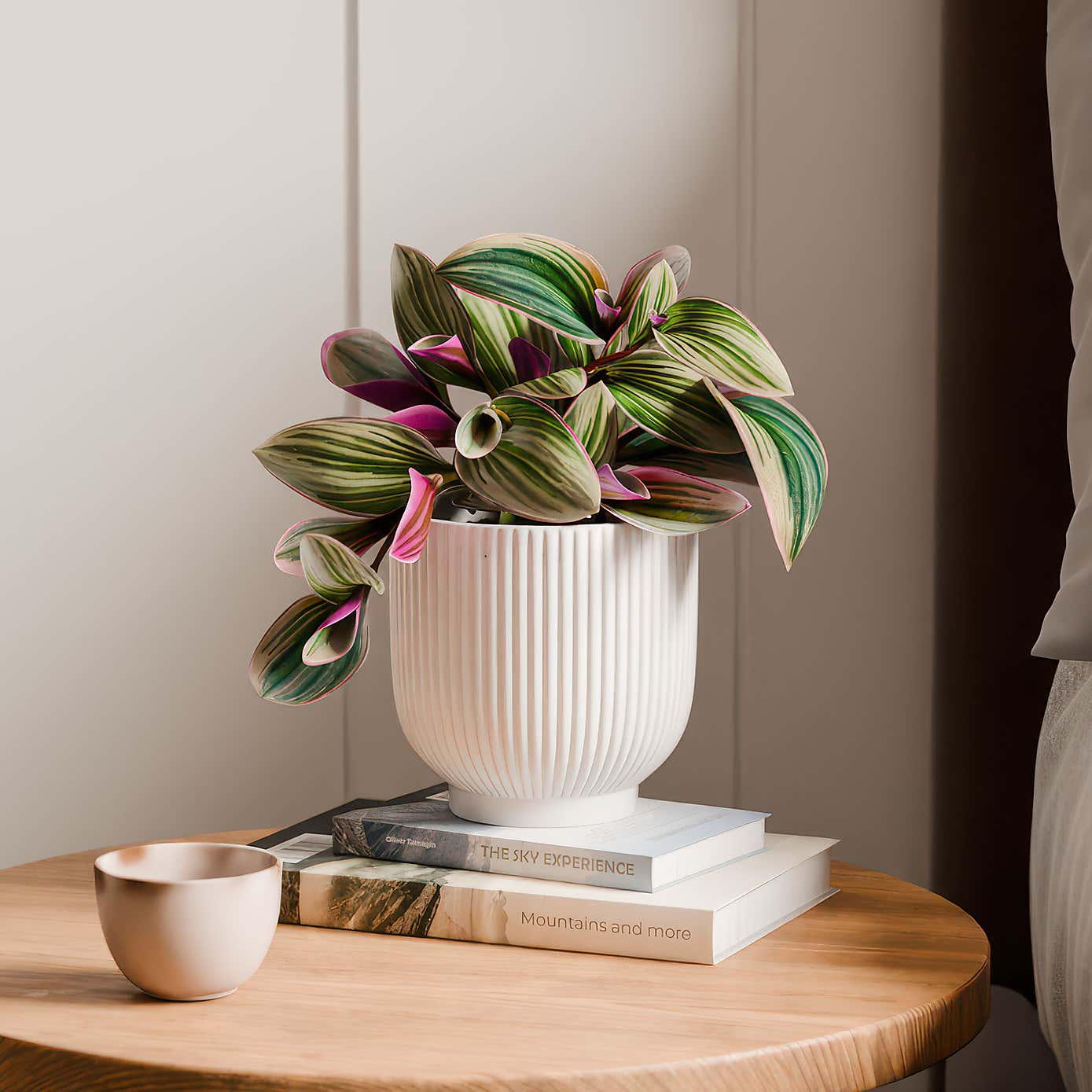 Tradescantia Nanouk House Plant in Ribbed Ceramic Pot