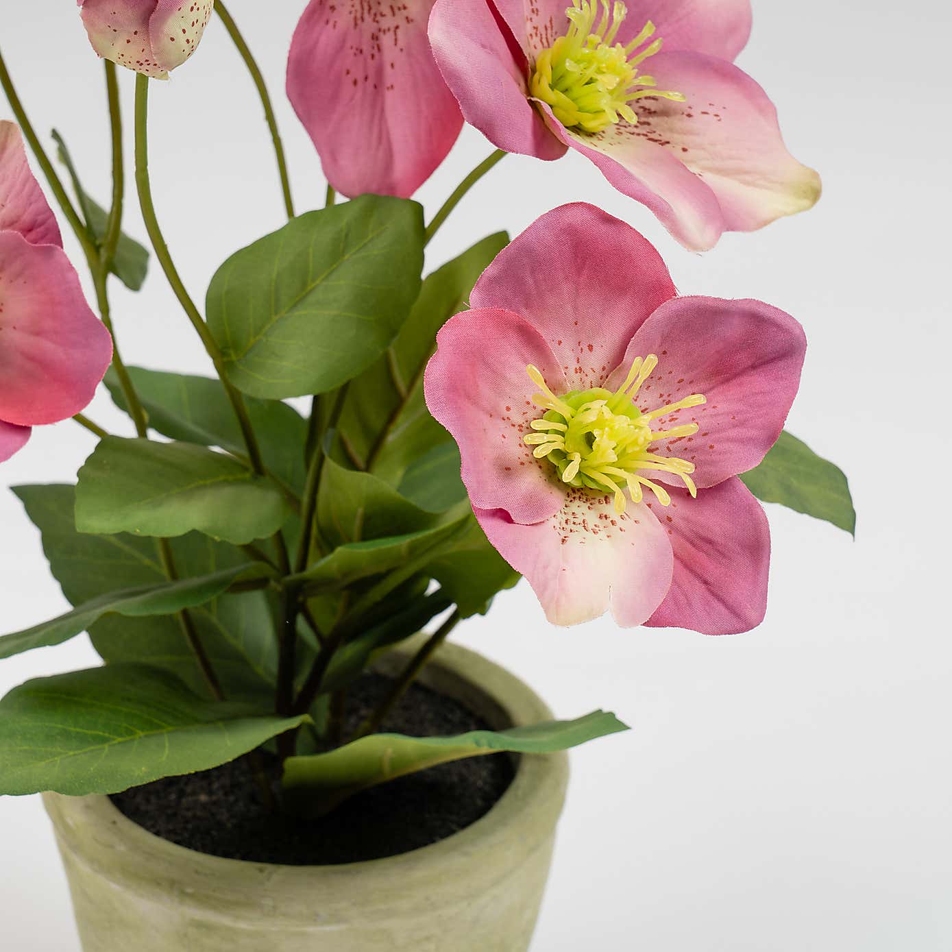 Artificial Hellebore in Terracotta Plant Pot