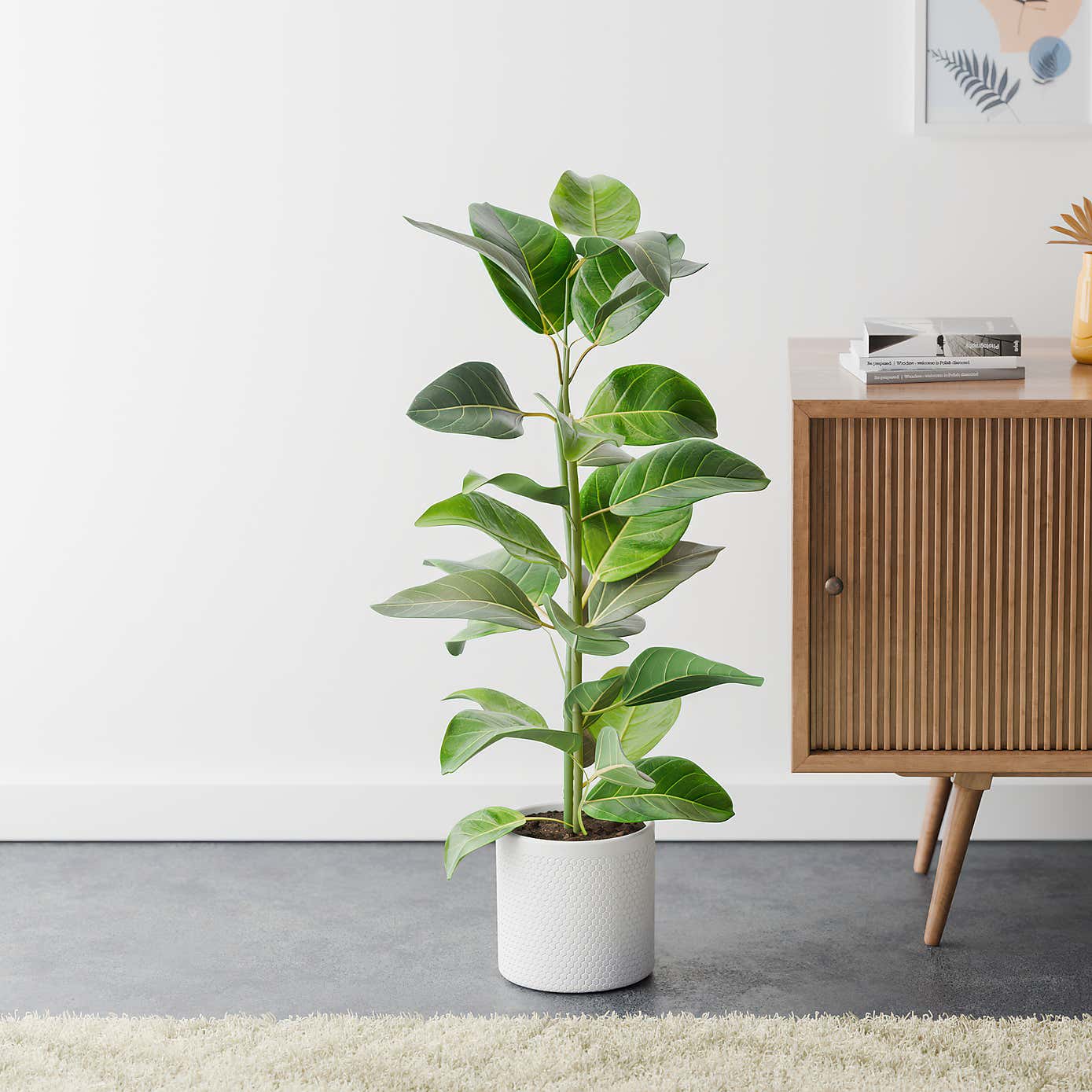 Bengal Fig House Plant in Capri Pot