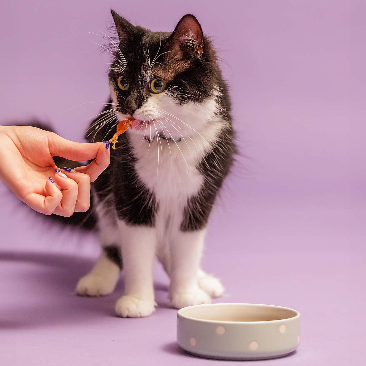 Mason Cash Set of 2 Spotty Pet Bowls