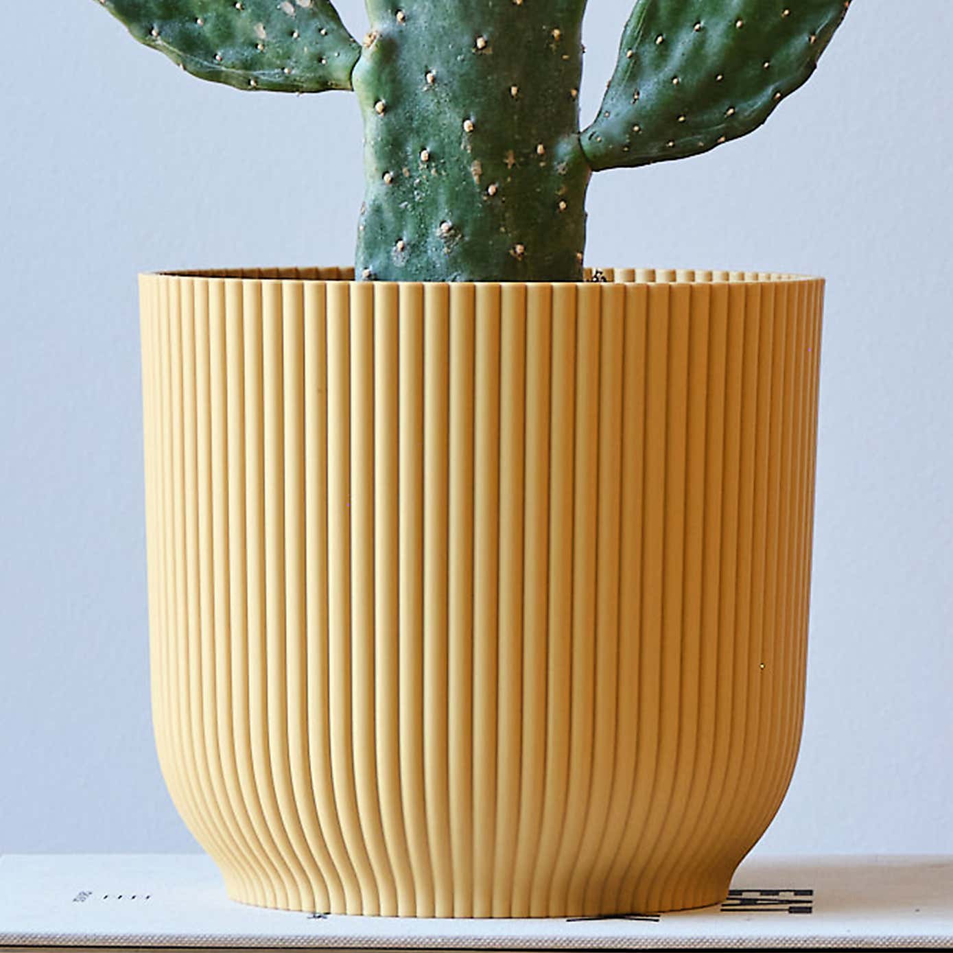 Cowboy Cactus House Plant in Elho Pot