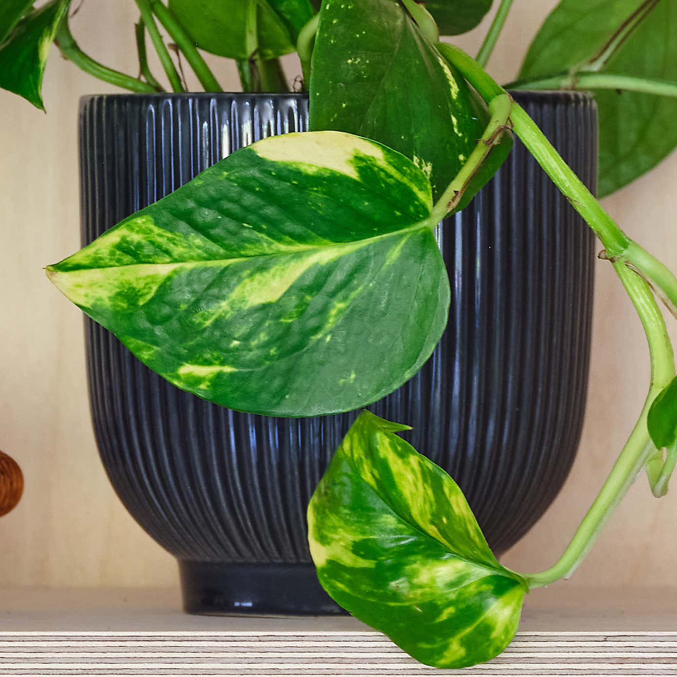 Devil's Ivy House Plant in Ribbed Pot