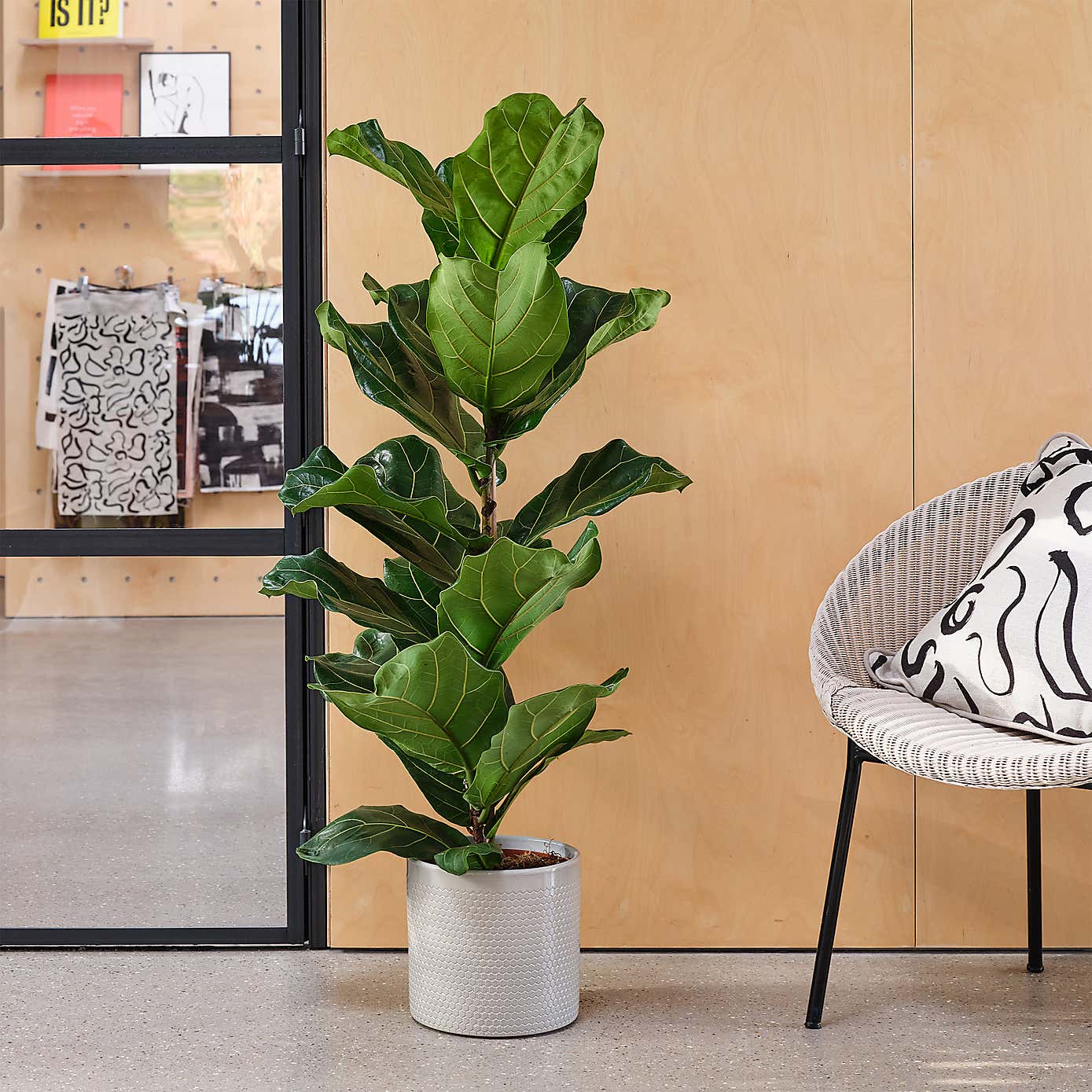 Fiddle Leaf Fig House Plant in Capri Pot
