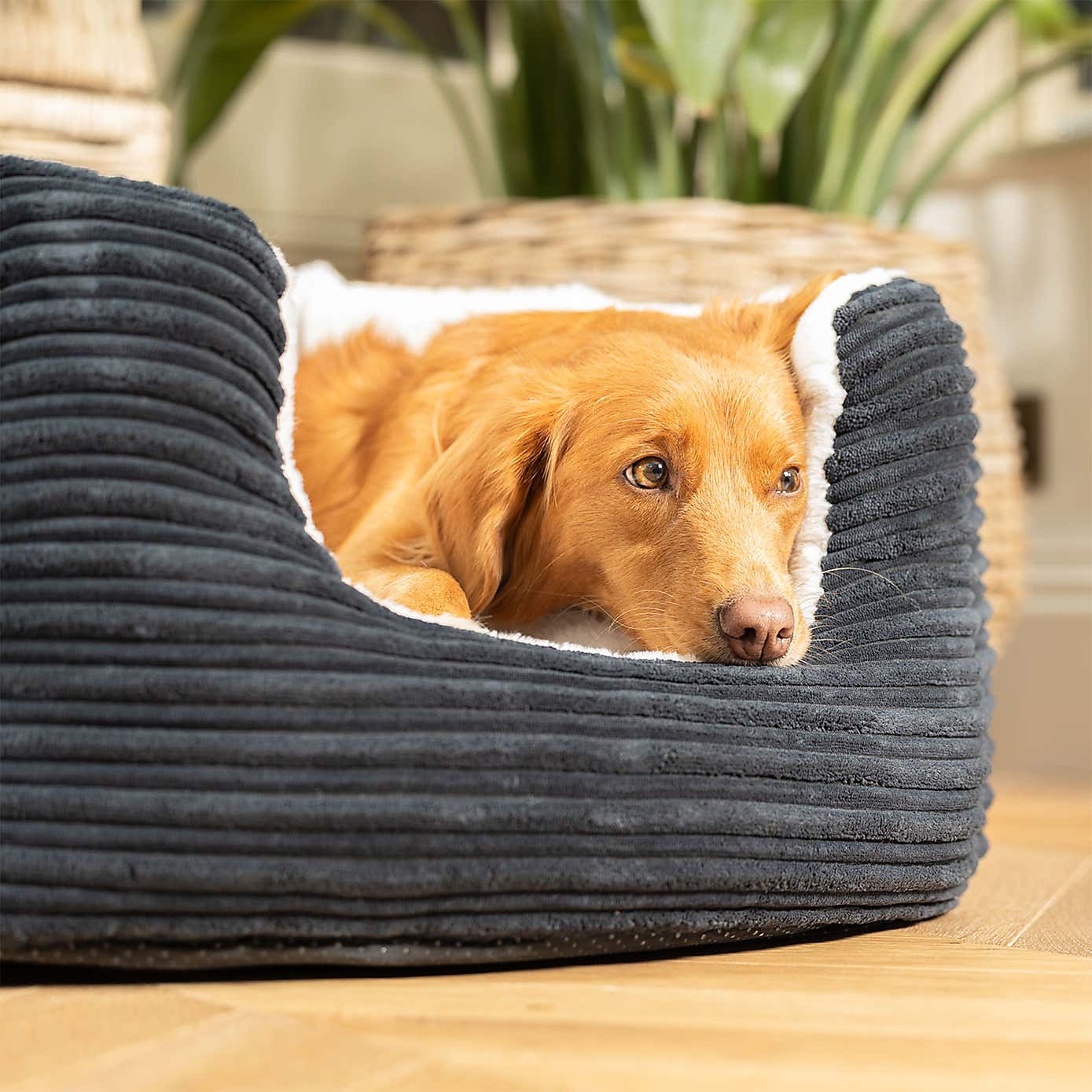 Lords and Labradors High Wall Dog Bed