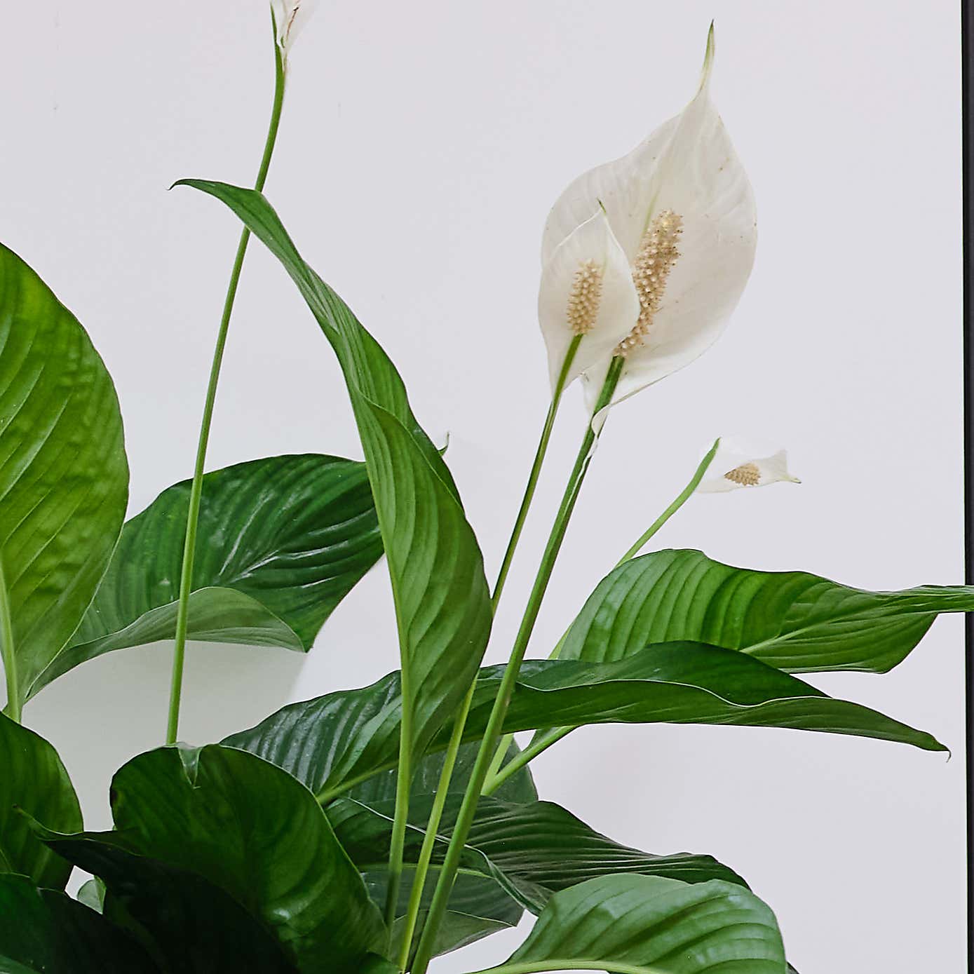 Peace Lily House Plant in Capri Pot