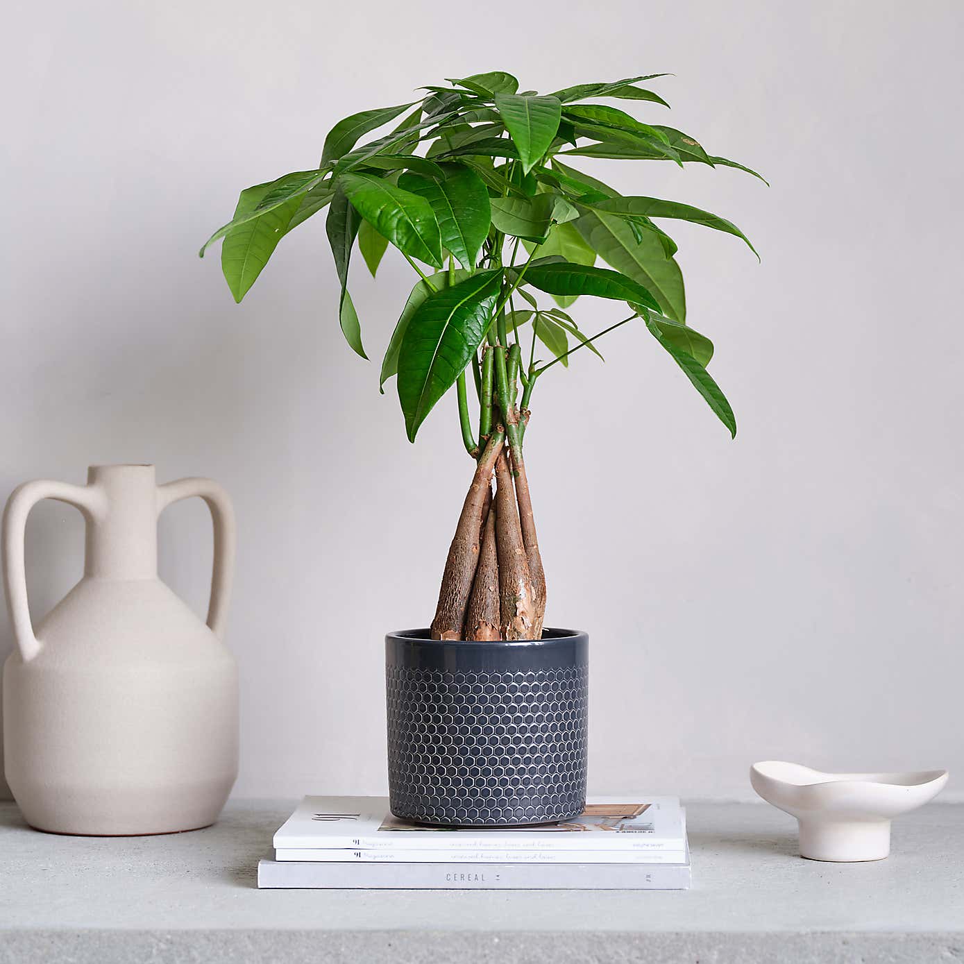 Money Tree House Plant in Capri Pot