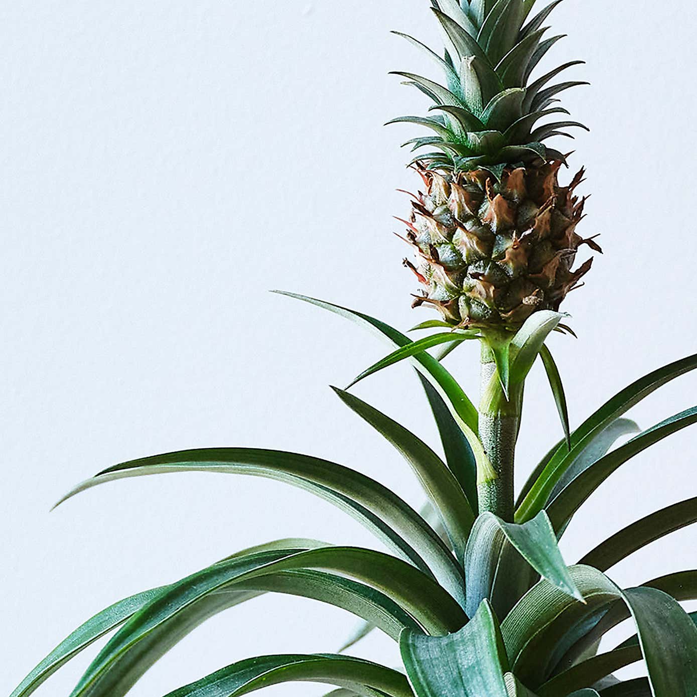 Pineapple House Plant in Elho Pot