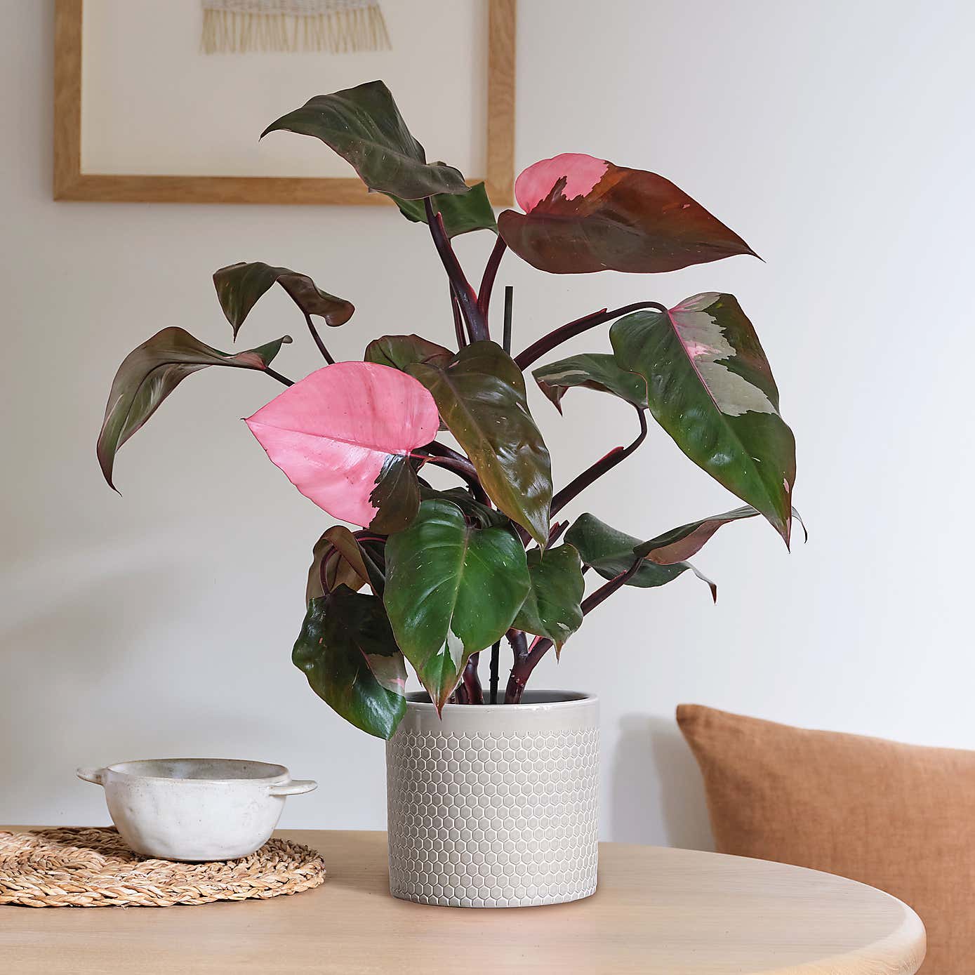 Philodendron Pink Princess in Capri Pot