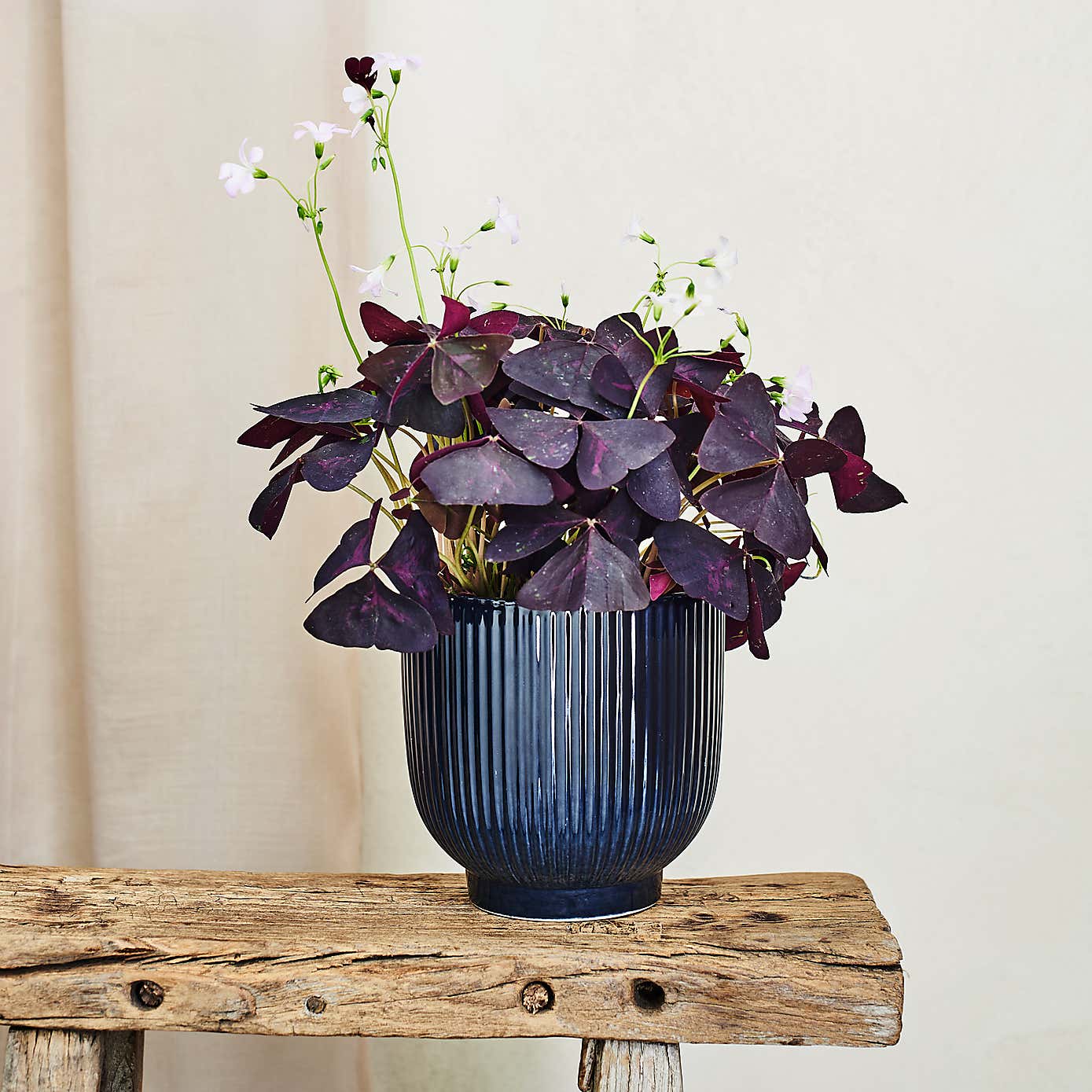 Beards & Daisies Oxalis in Ribbed Pot