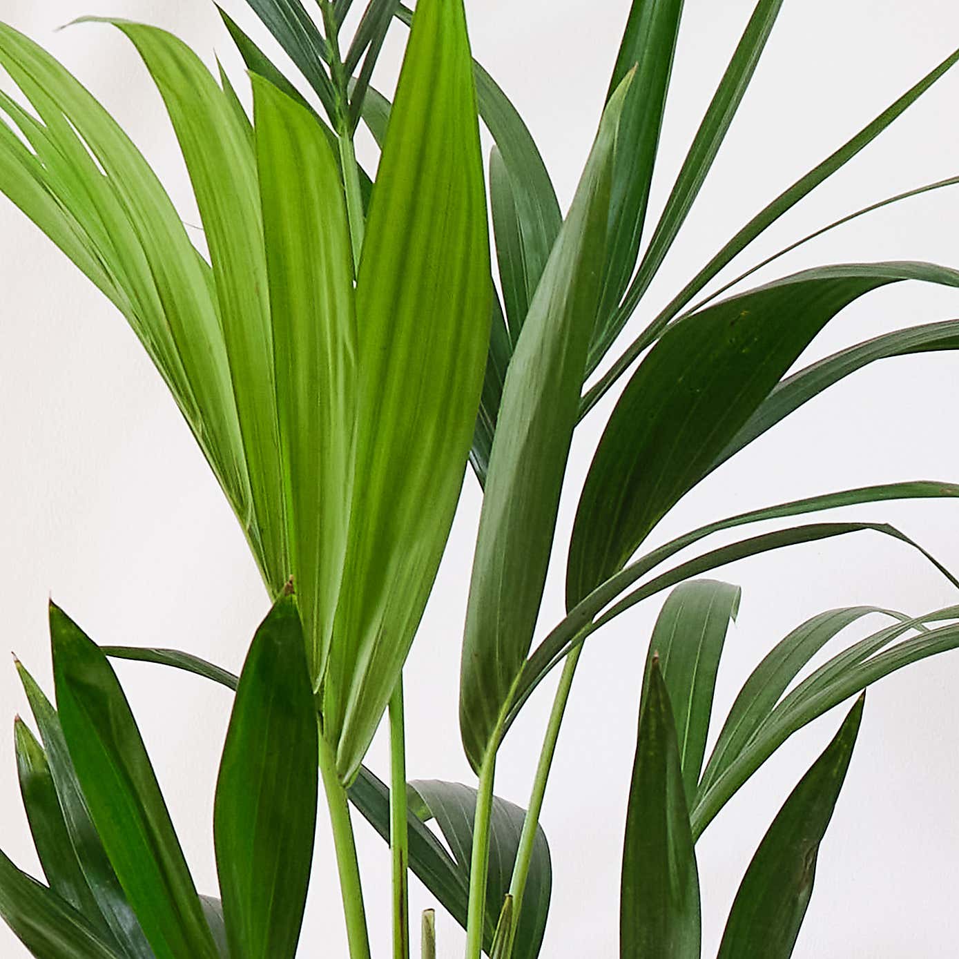 Business Potted House Plant Bundle