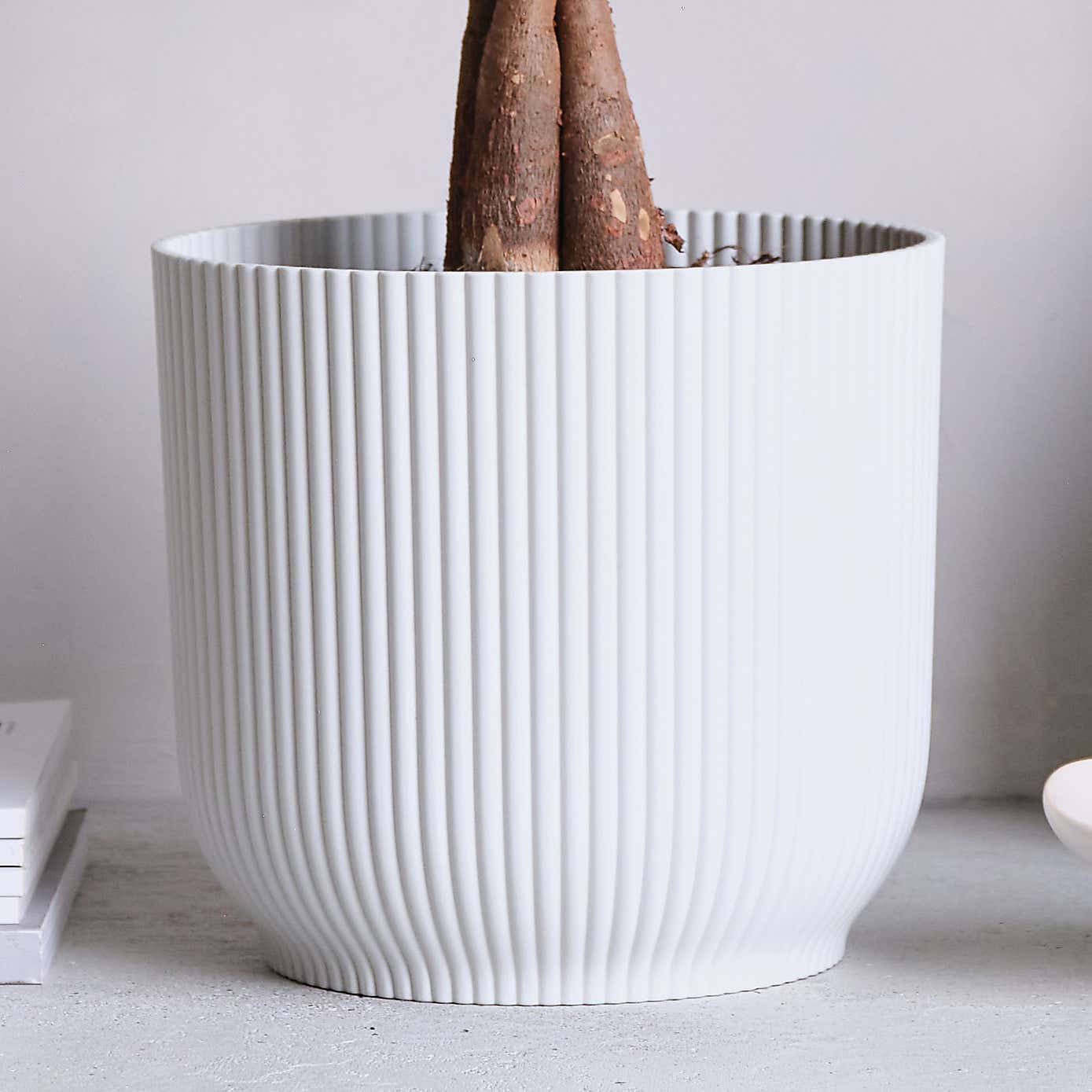 Money Tree House Plant in Elho Pot