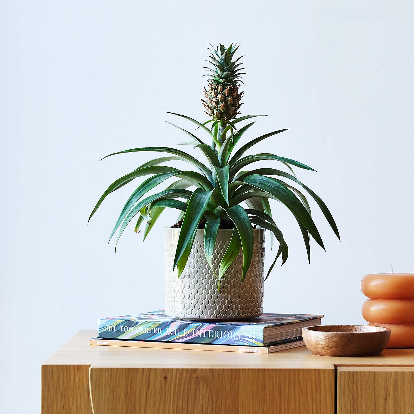 Pineapple House Plant in Capri Pot