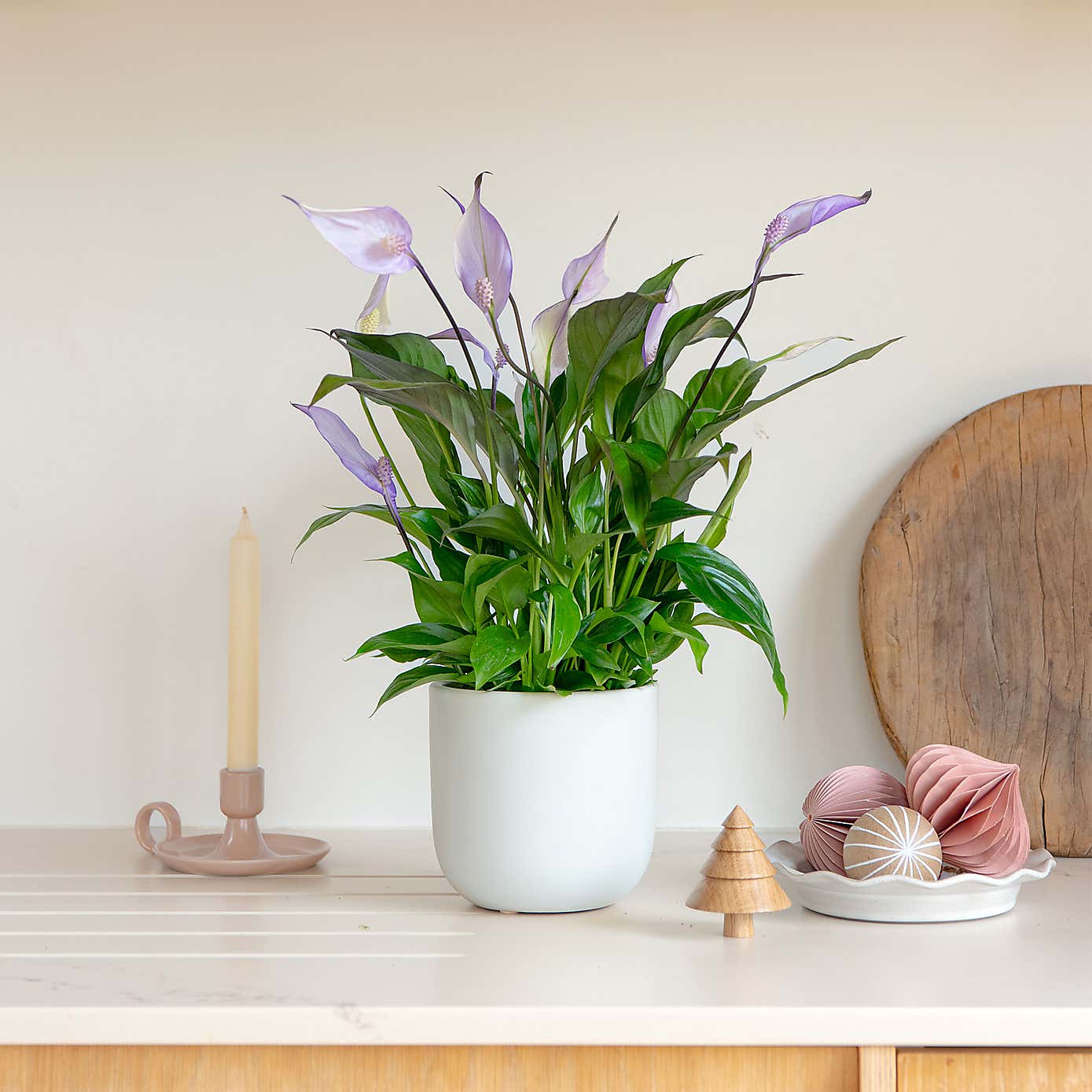 Lilac Peace Lily House Plant in Earthenware Pot