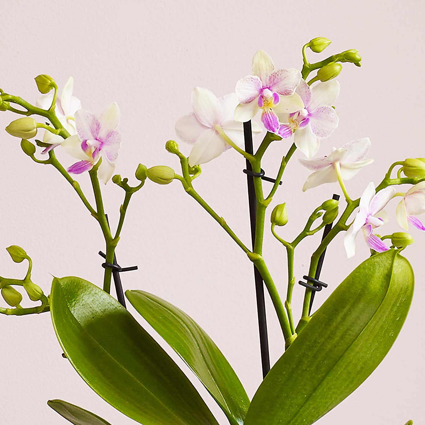 Dazzling Blossom Orchid House Plant in Earthenware Pot