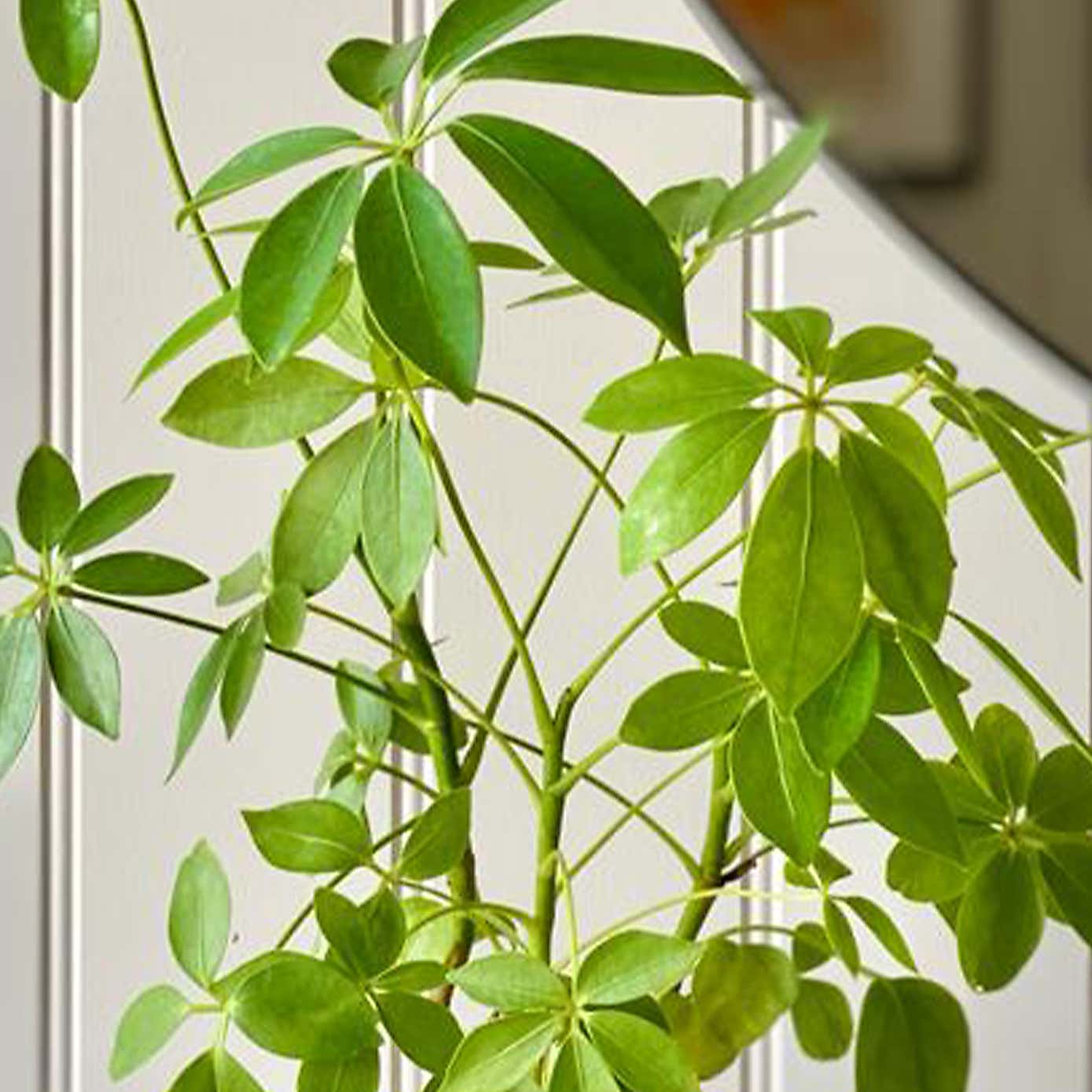 Schefllera on Lava House Plant in Black Ceramic Plant Pot