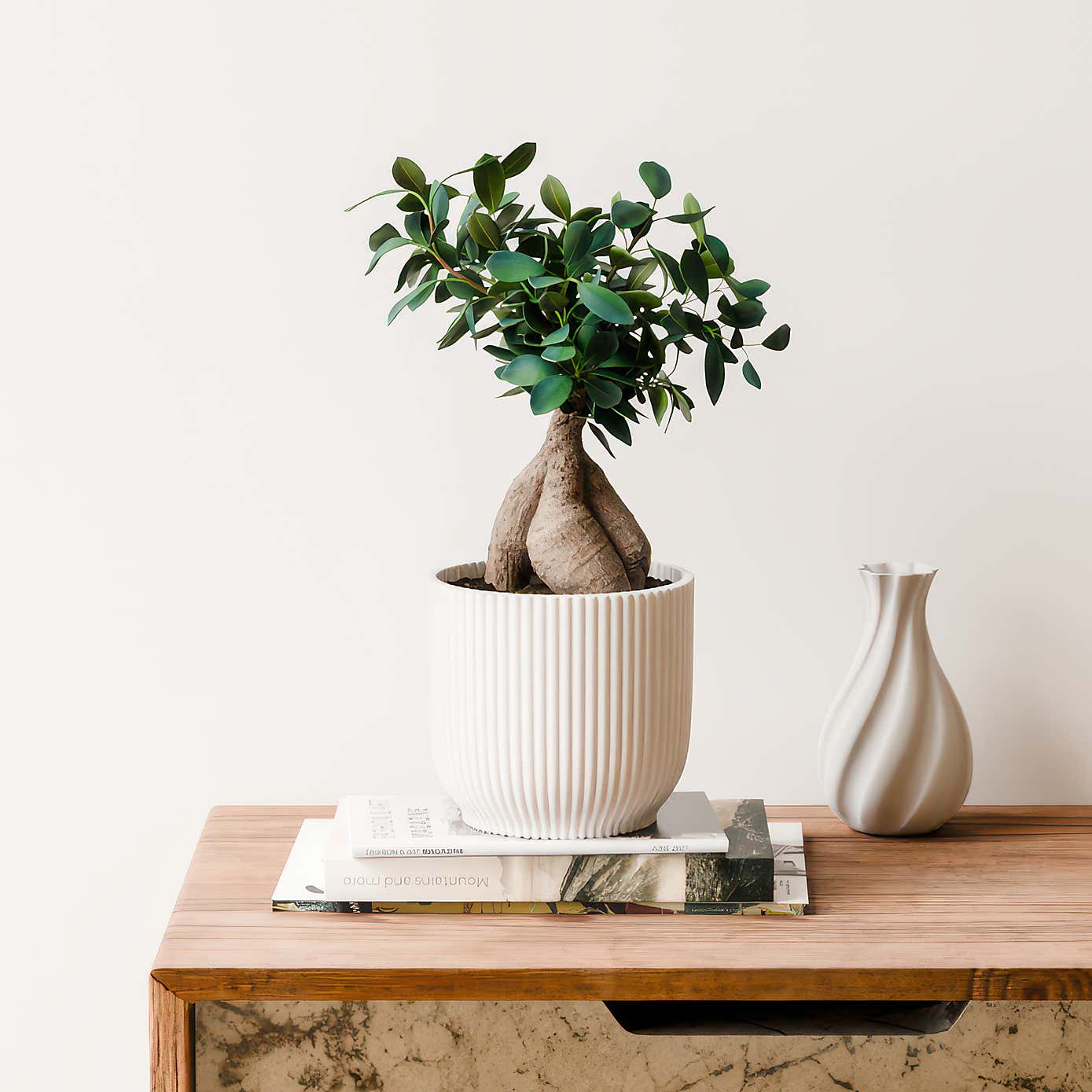 Ficus Ginseng House Plant in Elho Vibes Pot