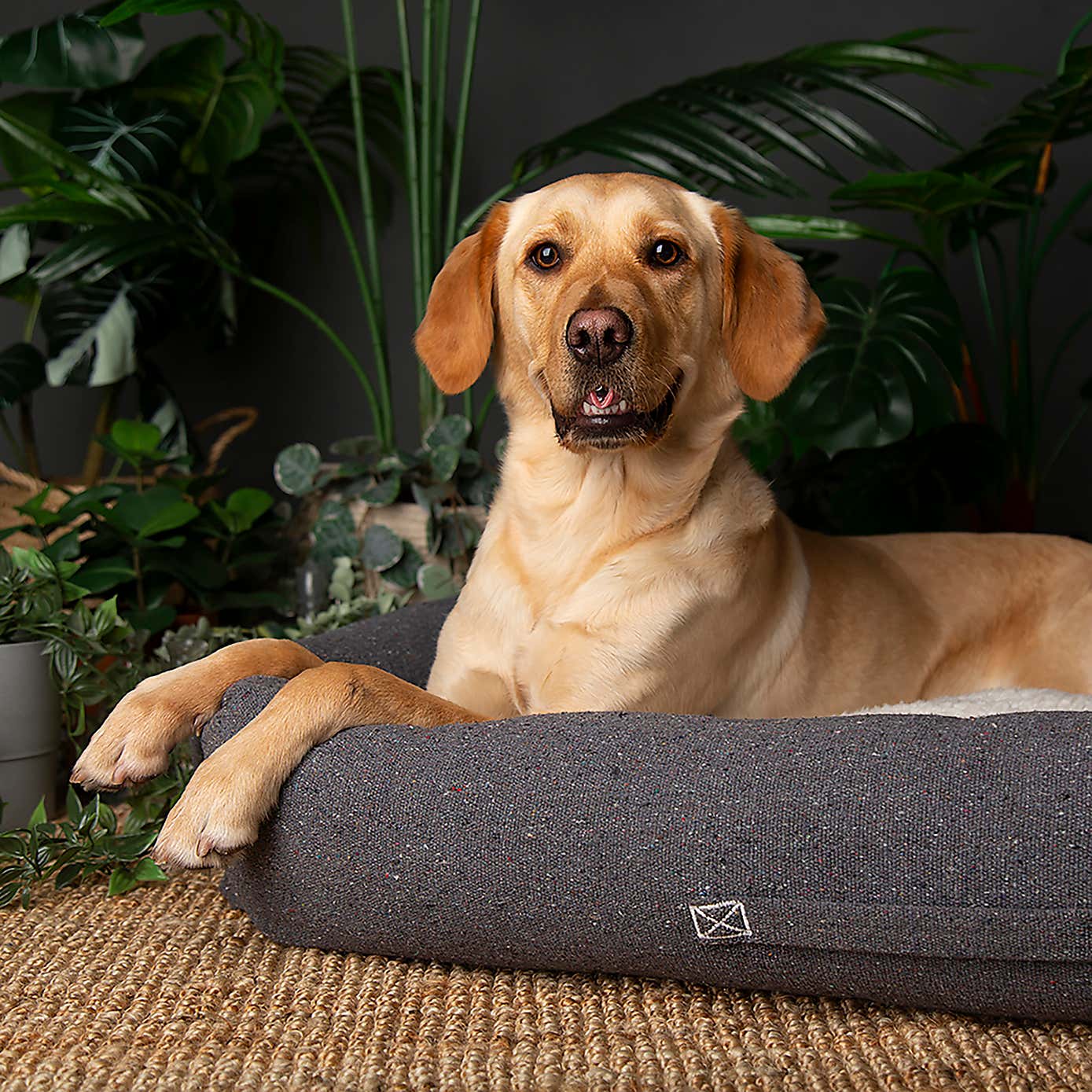 Scruffs 100% Recycled Eden Dog Box Bed