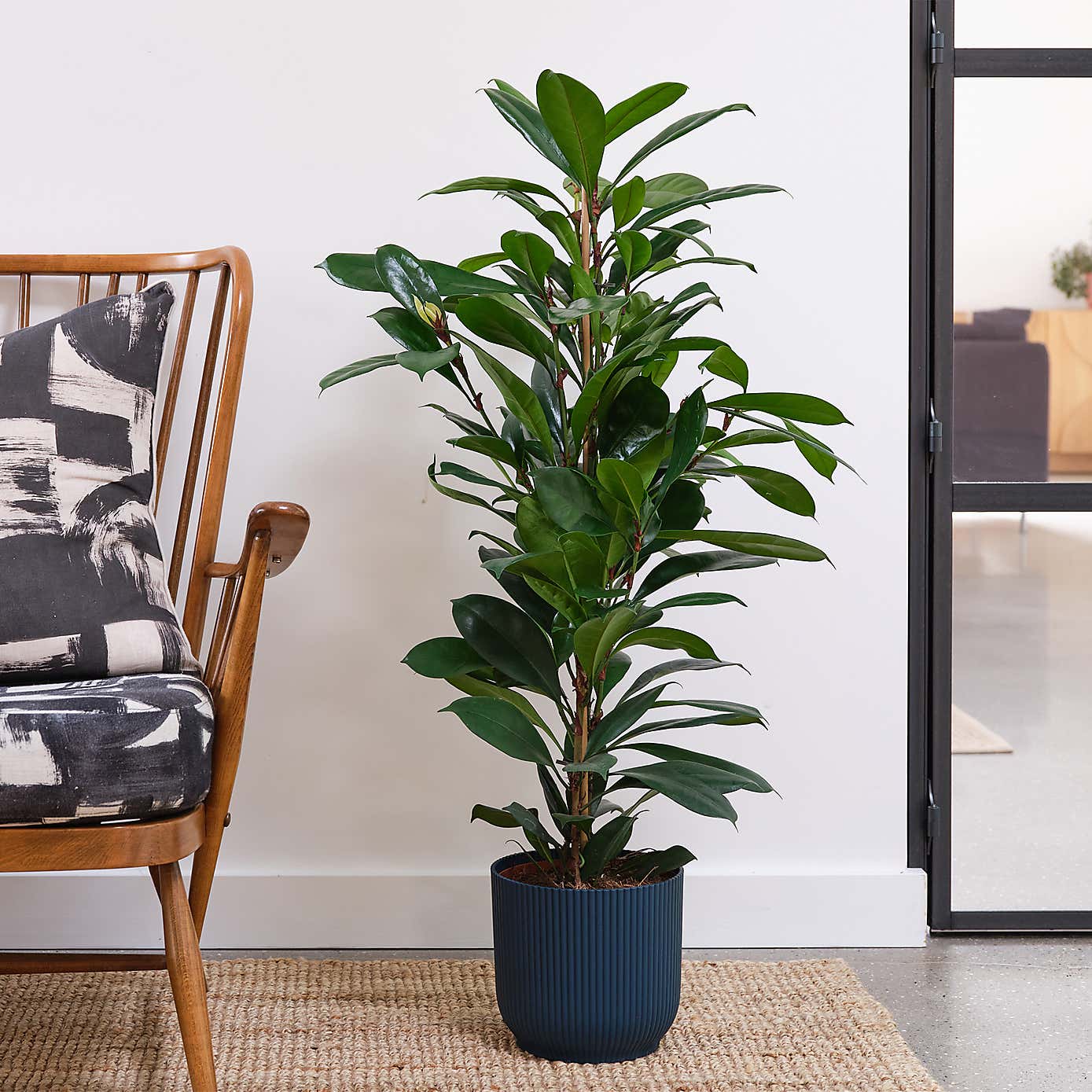 African Fig House Plant in Elho Pot