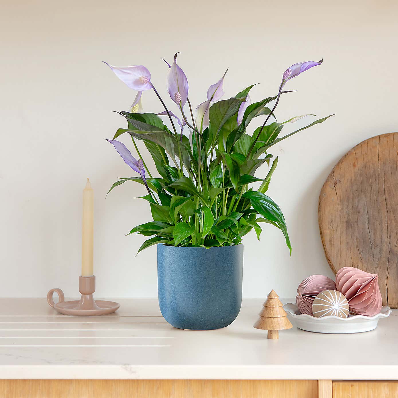 Lilac Peace Lily House Plant in Earthenware Pot
