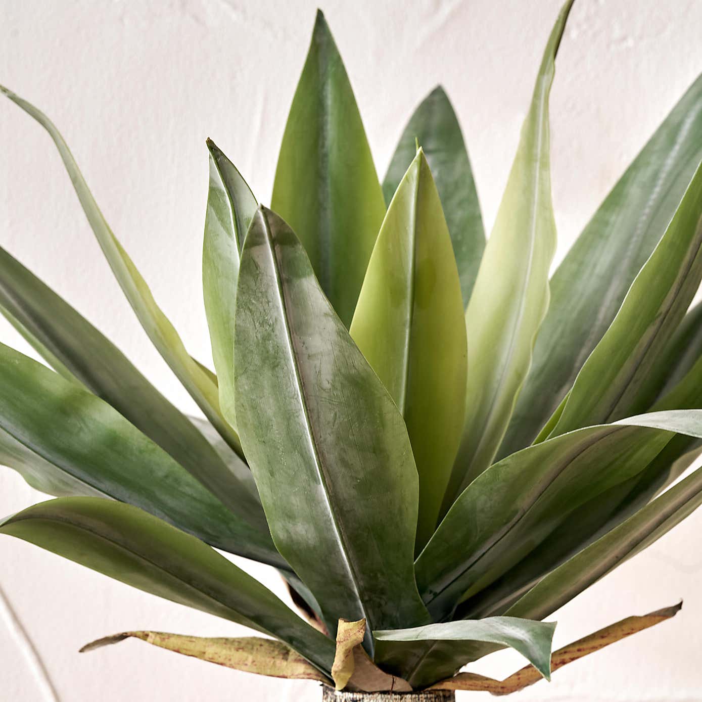 Artificial Agave Plant in Cream Plant Pot
