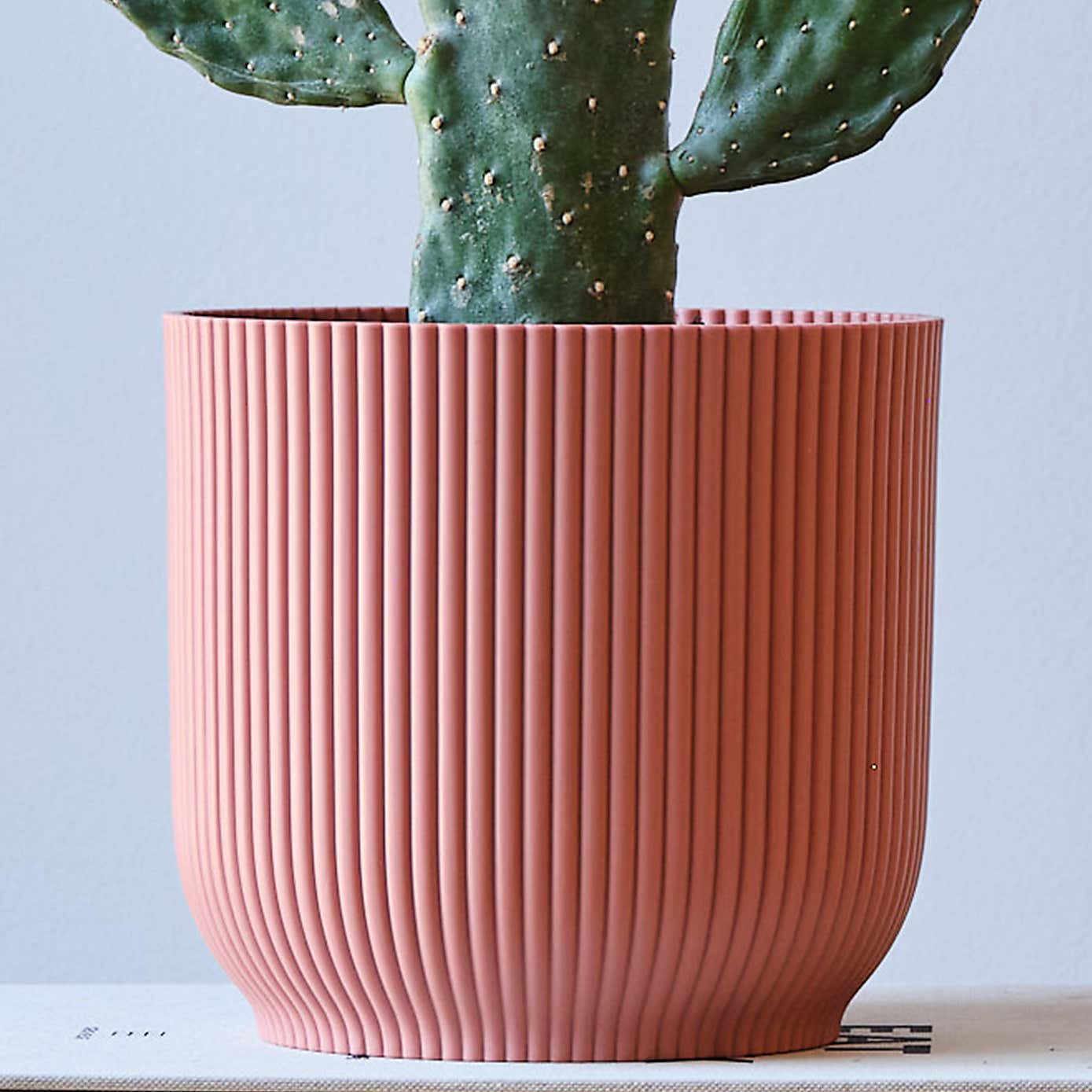 Cowboy Cactus House Plant in Elho Pot