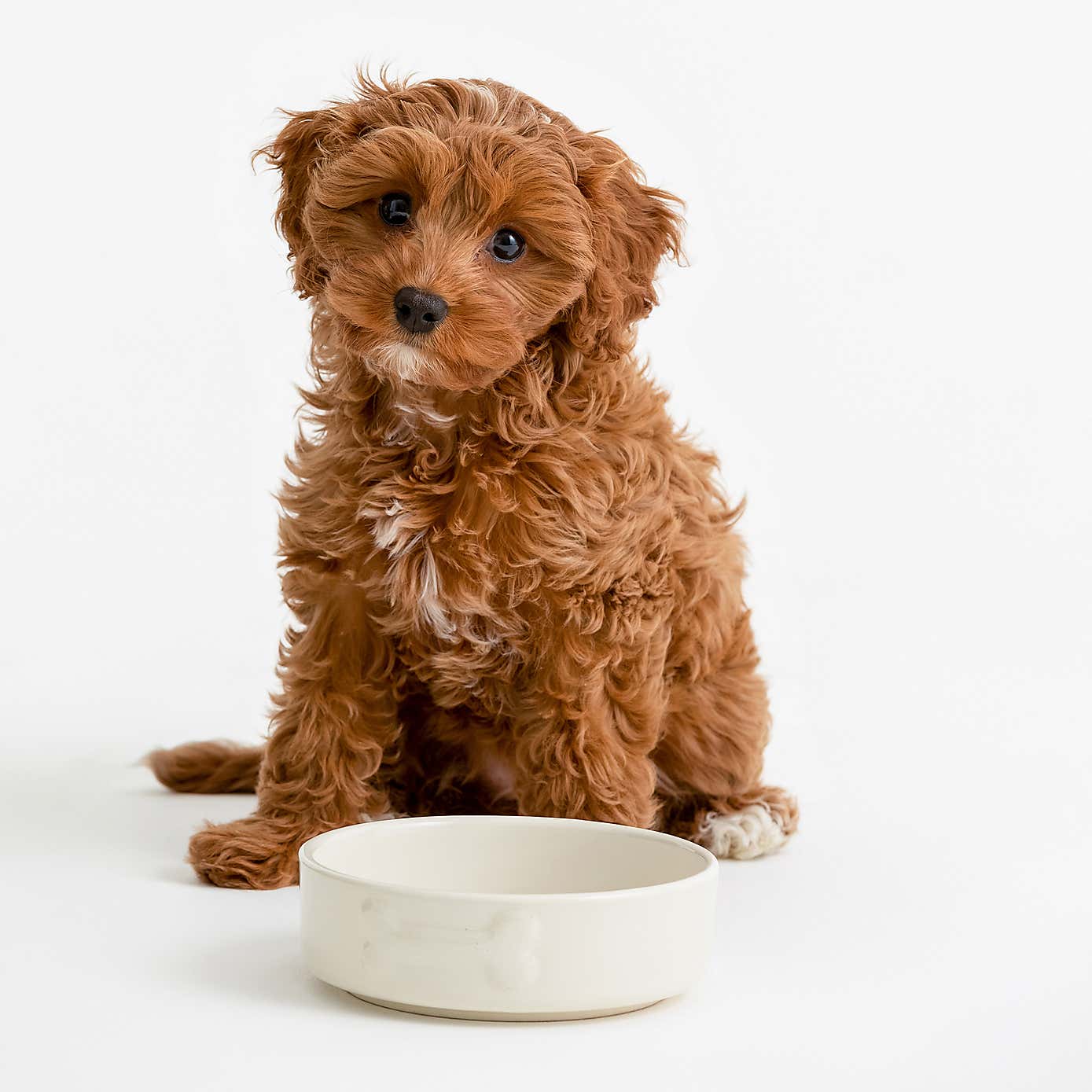 Mason Cash Set of 2 Bone Dog Bowls
