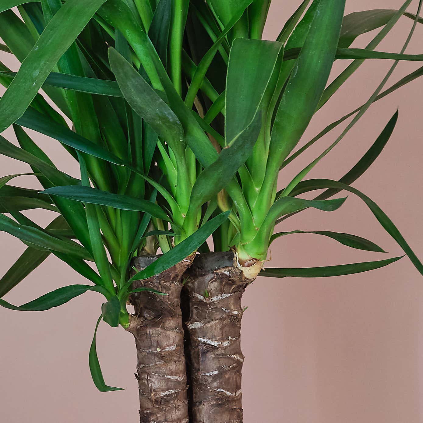 Yucca House Plant in Elho Pot