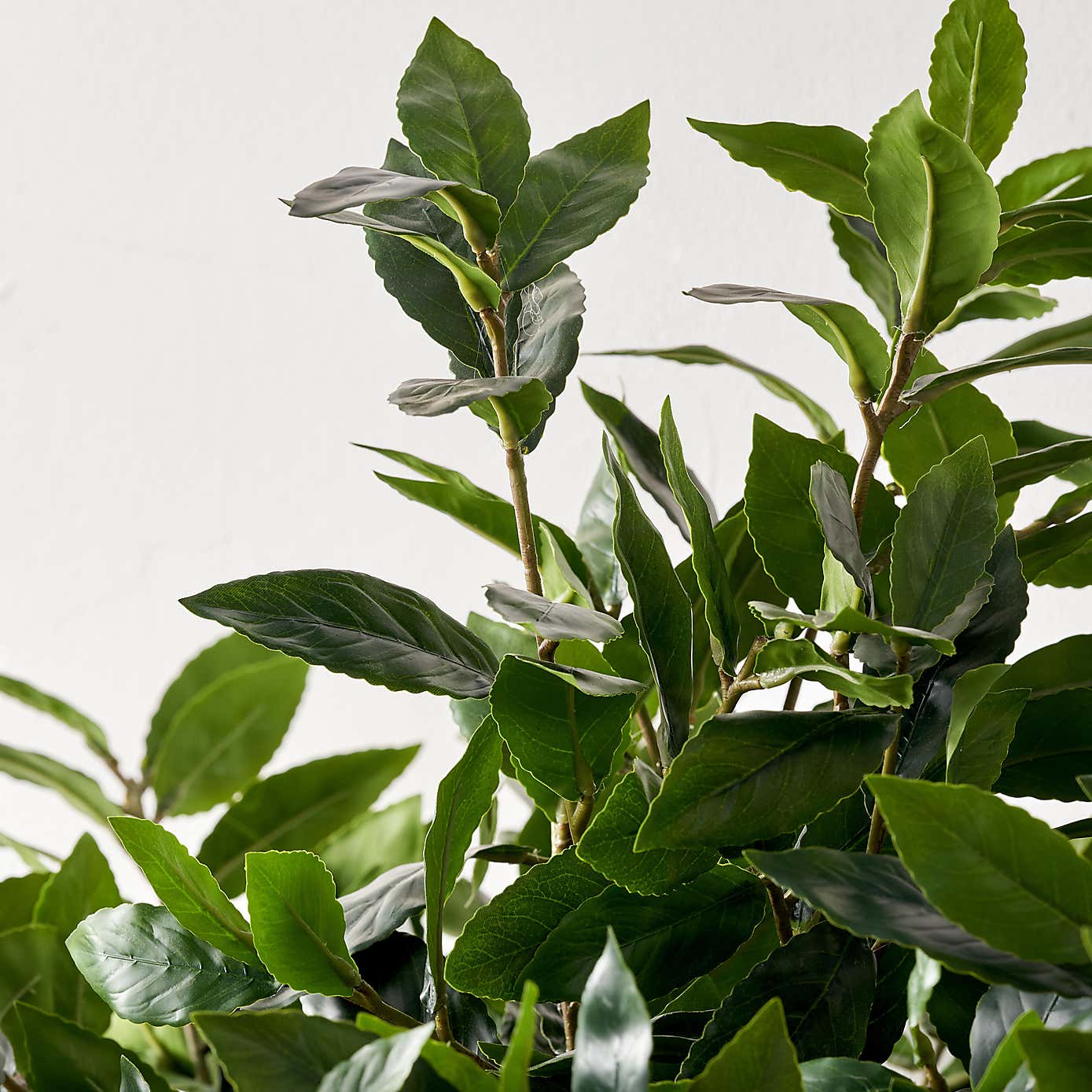 Artificial Medium Bay Tree in Cream Plant Pot