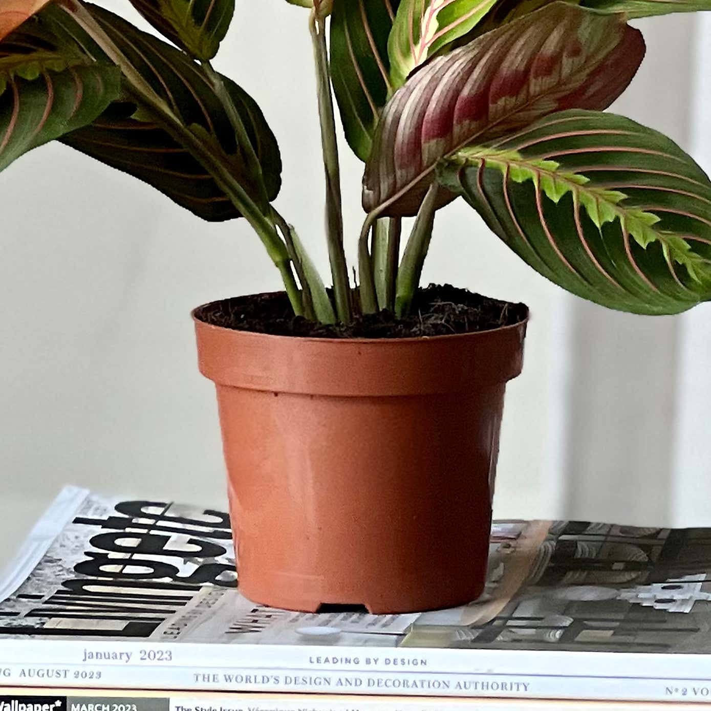 Prayer Plant House Plant Bundle