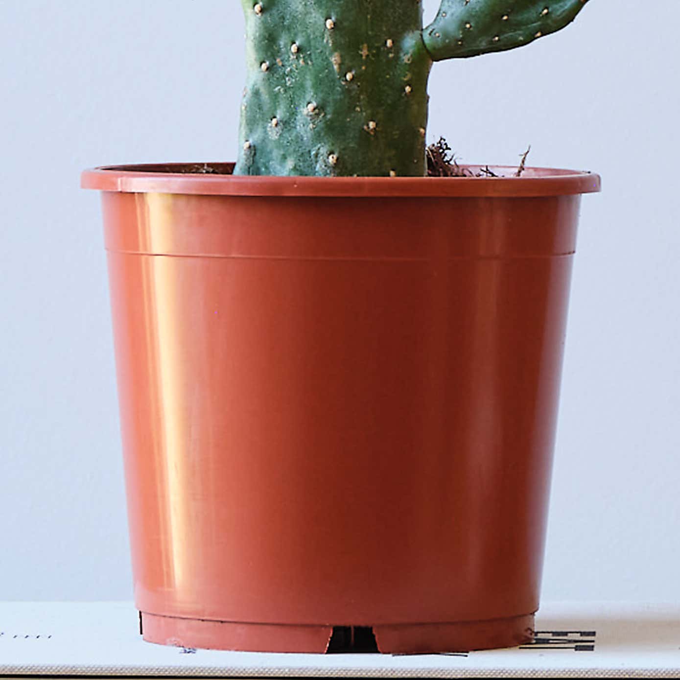Cowboy Cactus House Plant