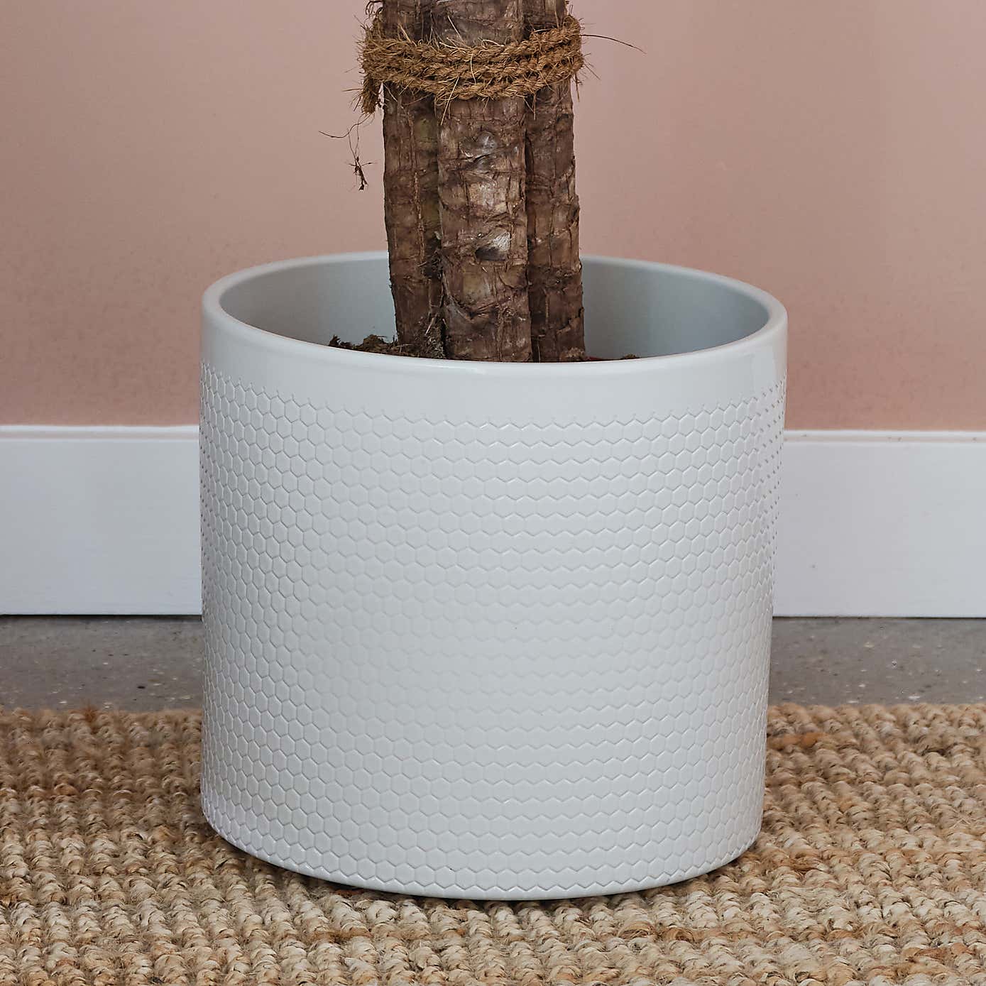 Yucca House Plant in Capri Pot