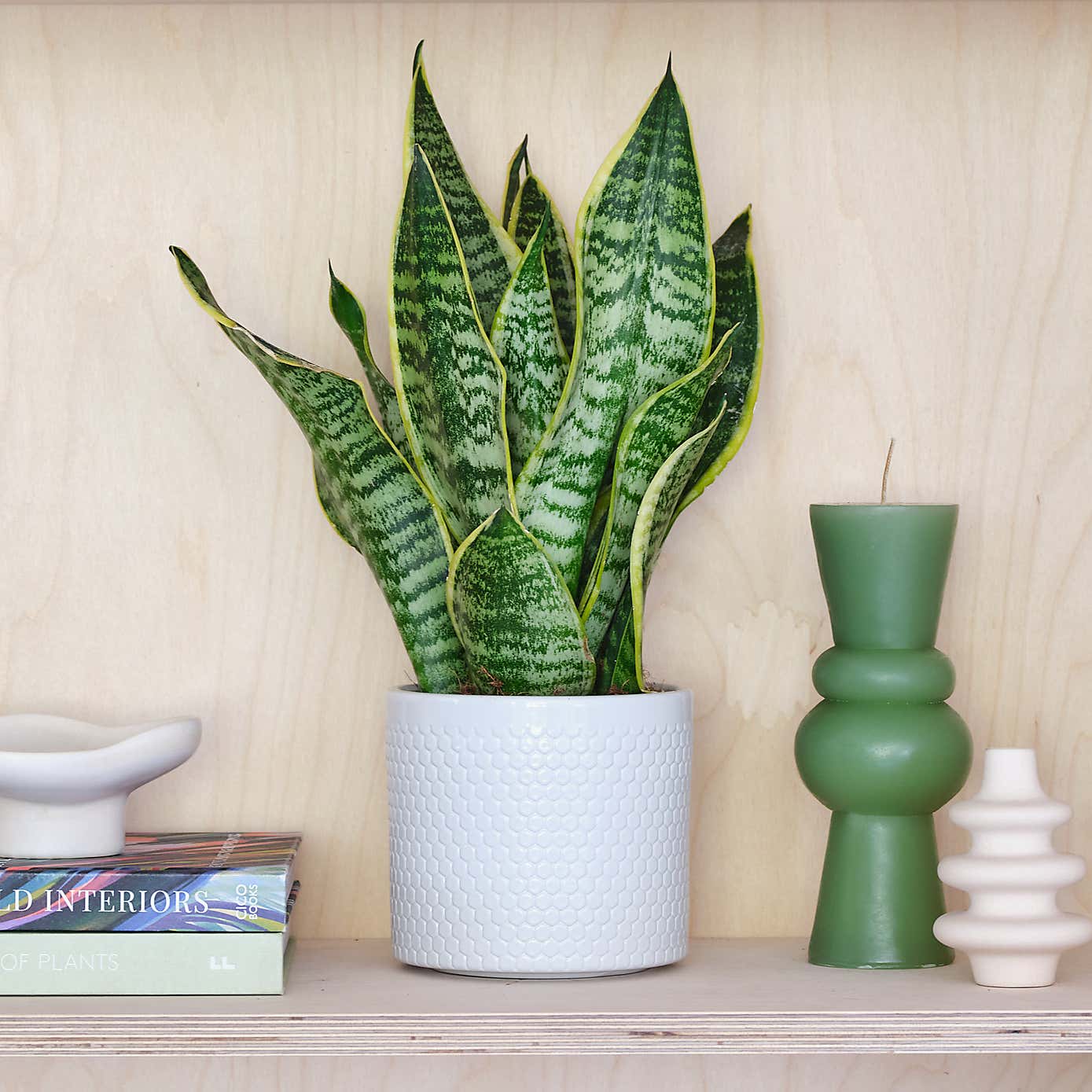 Beards and Daisies Capri Plant Pot