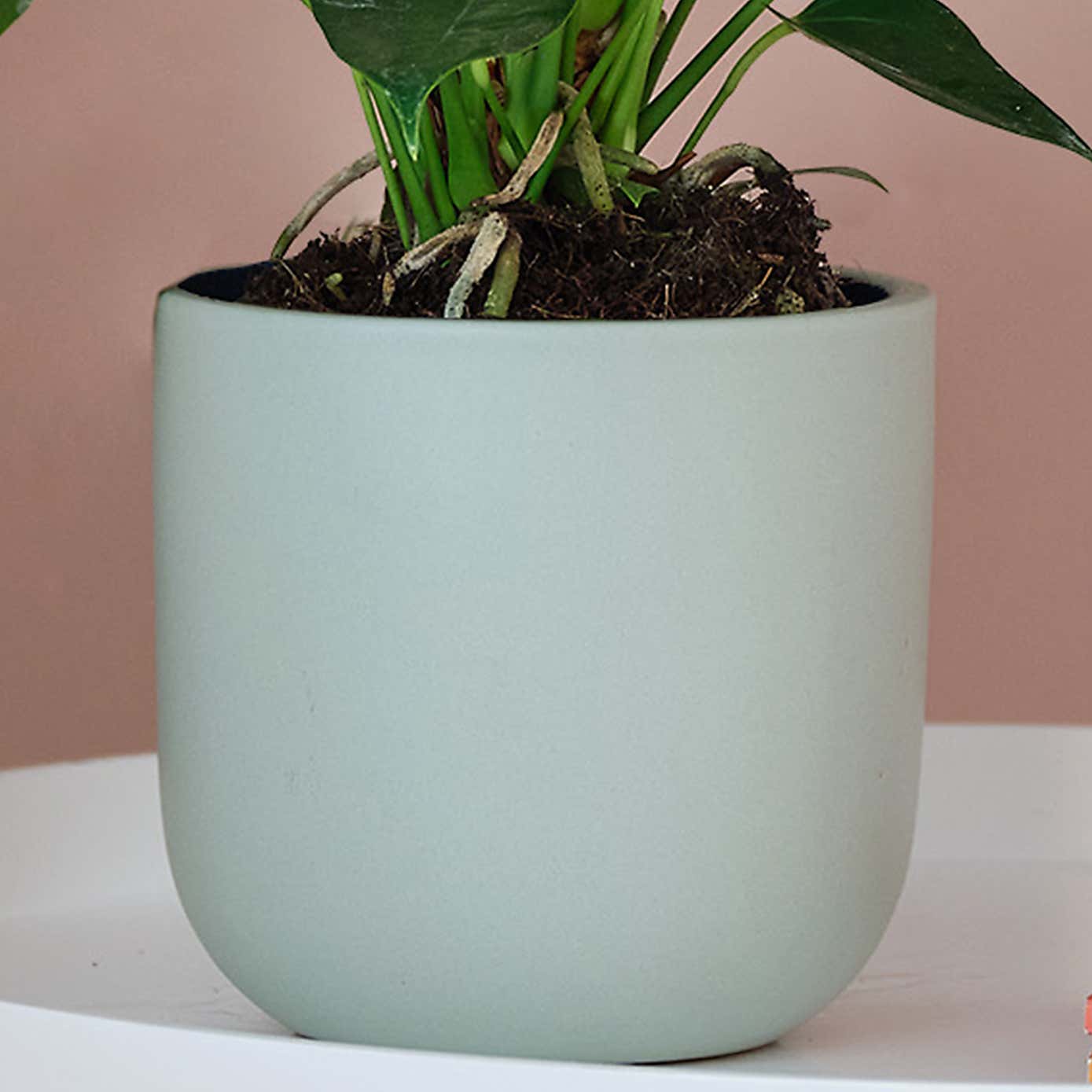 Peach Anthurium House Plant in Earthenware Pot