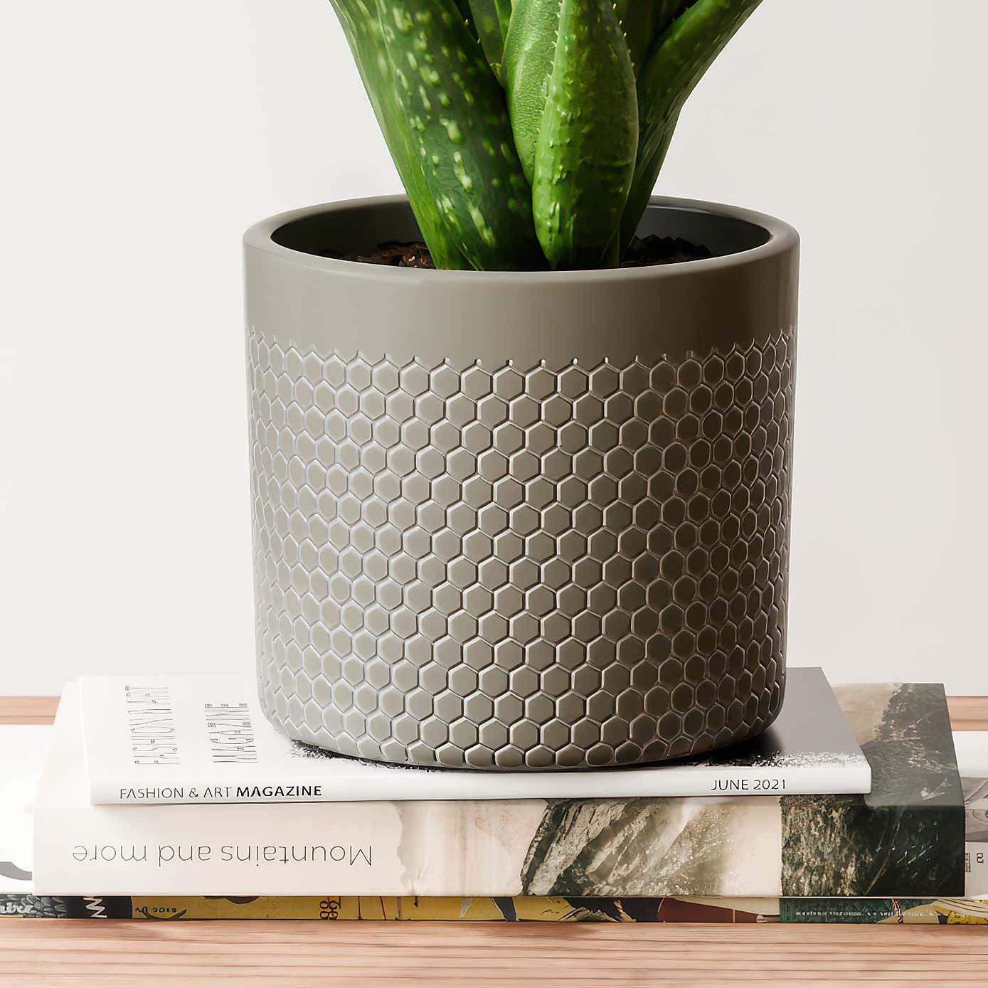 Aloe Vera House Plant in Capri Pot